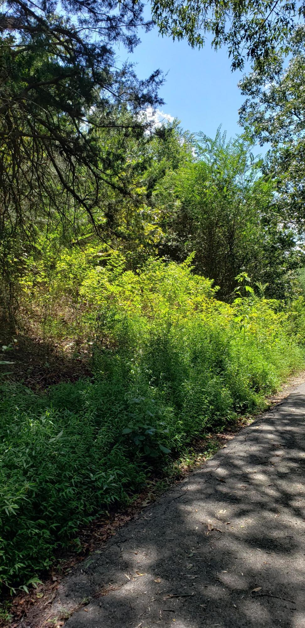 Treeline Drive #5, Dunlap, Tennessee image 6