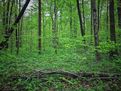 Vacant Land For Sale - 011 Forest Knoll<br/> Dunlap, TN 37327