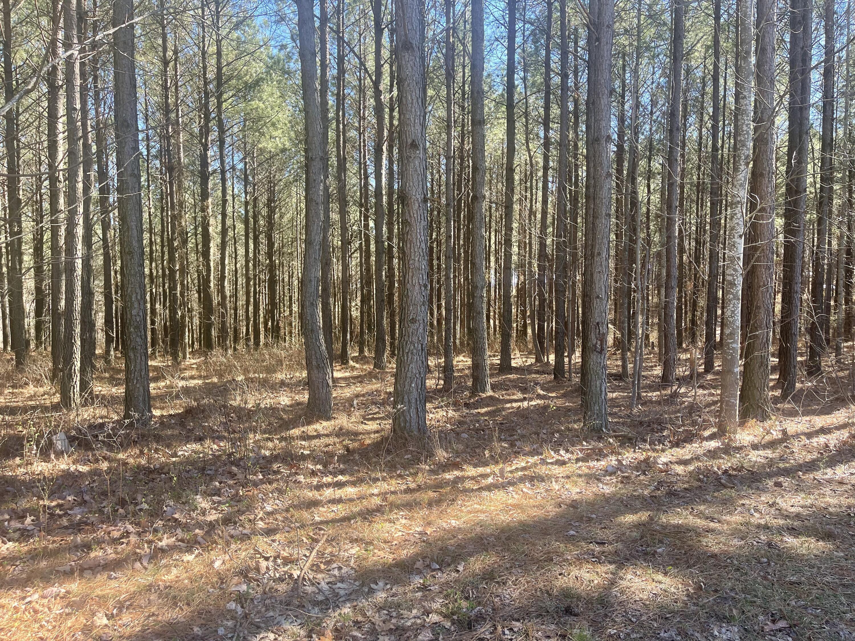 80 High Point Lane, Jasper, Tennessee image 7