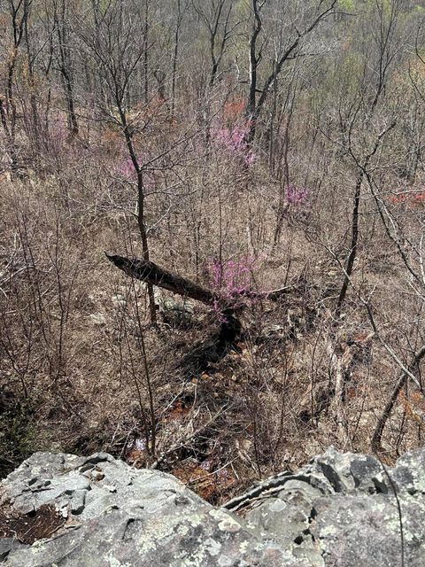 Tiny photo for 4093 Raulston Falls Road, Jasper, TN 37347 (MLS # 1510929)