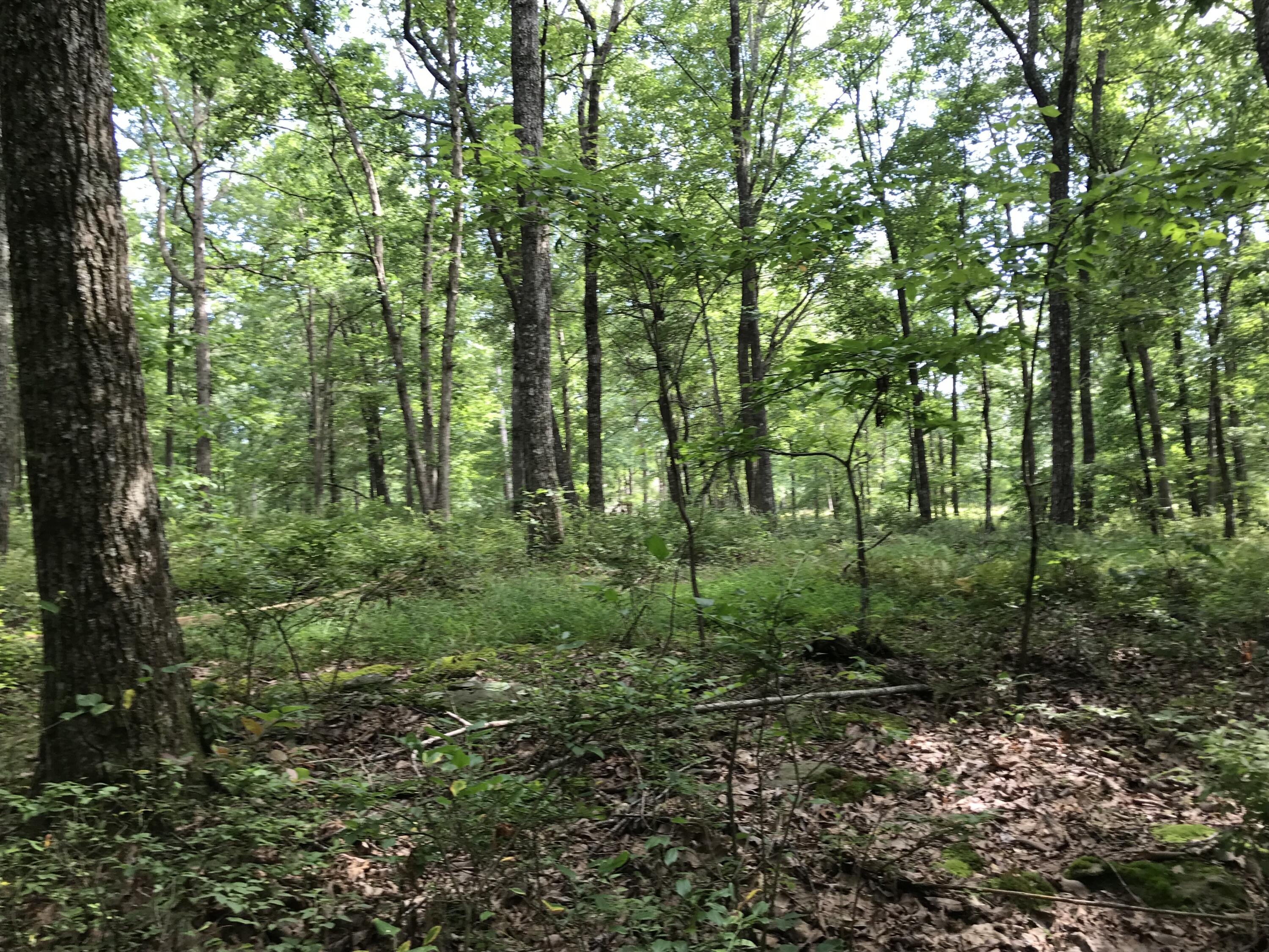 6-C Greenfields Way N #6-C, Dunlap, Tennessee image 42