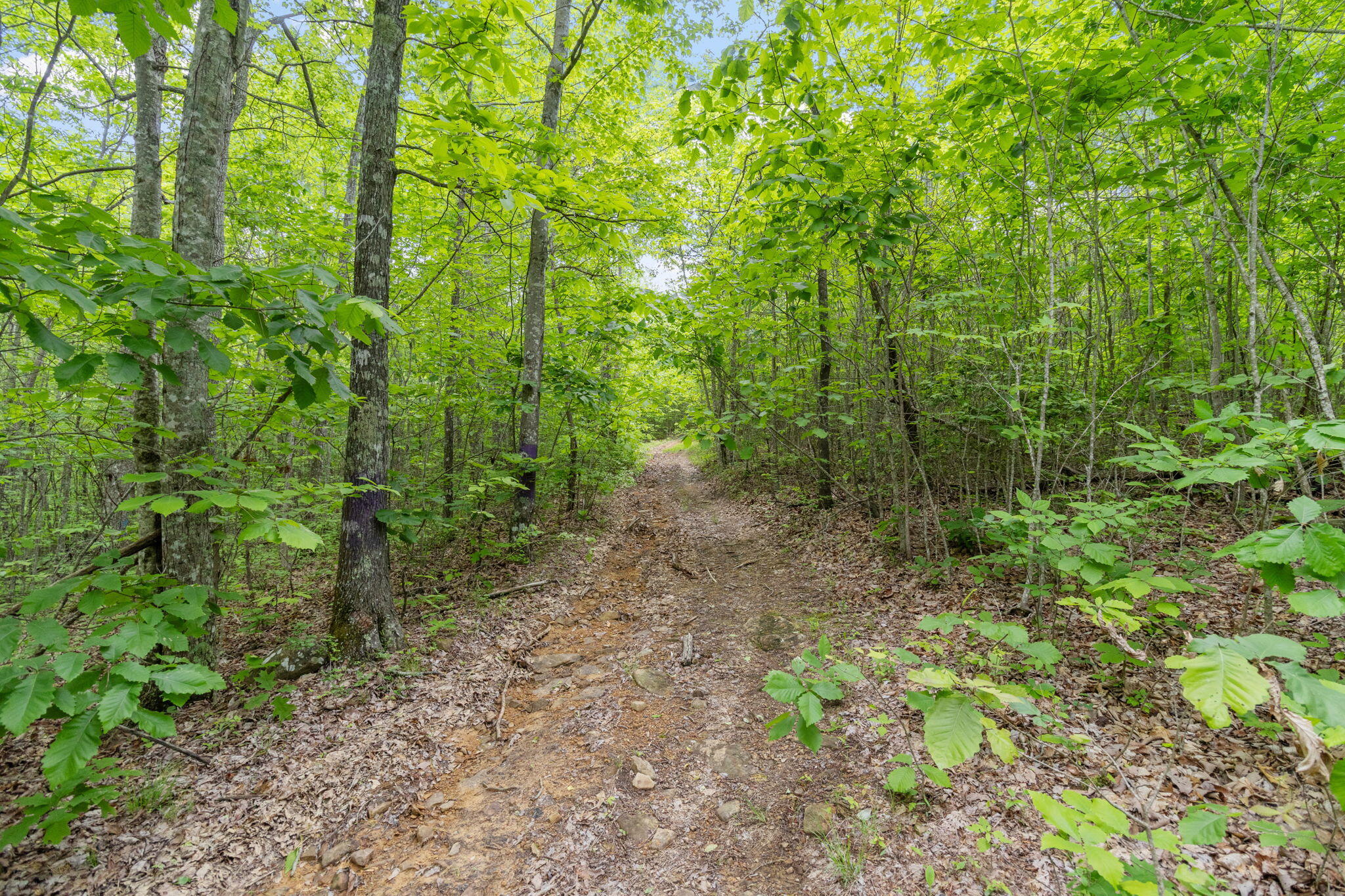 Rock Avenue End Of Avenue, Palmer, Tennessee image 4