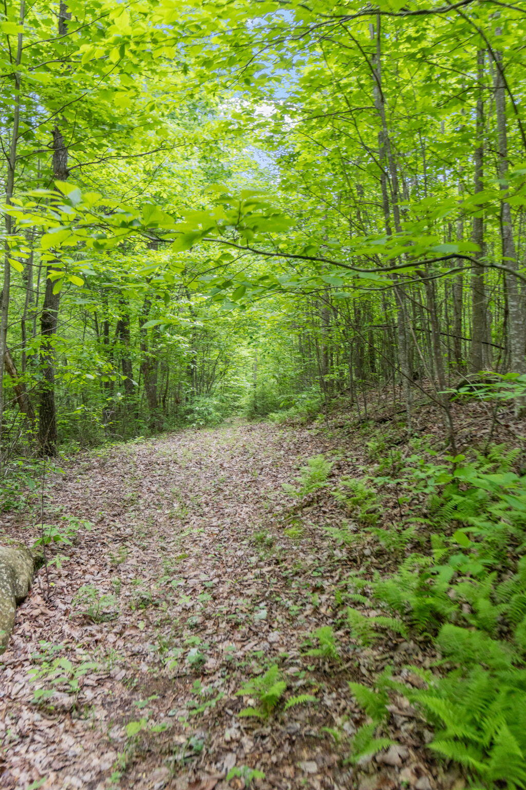 Rock Avenue End Of Avenue, Palmer, Tennessee image 9