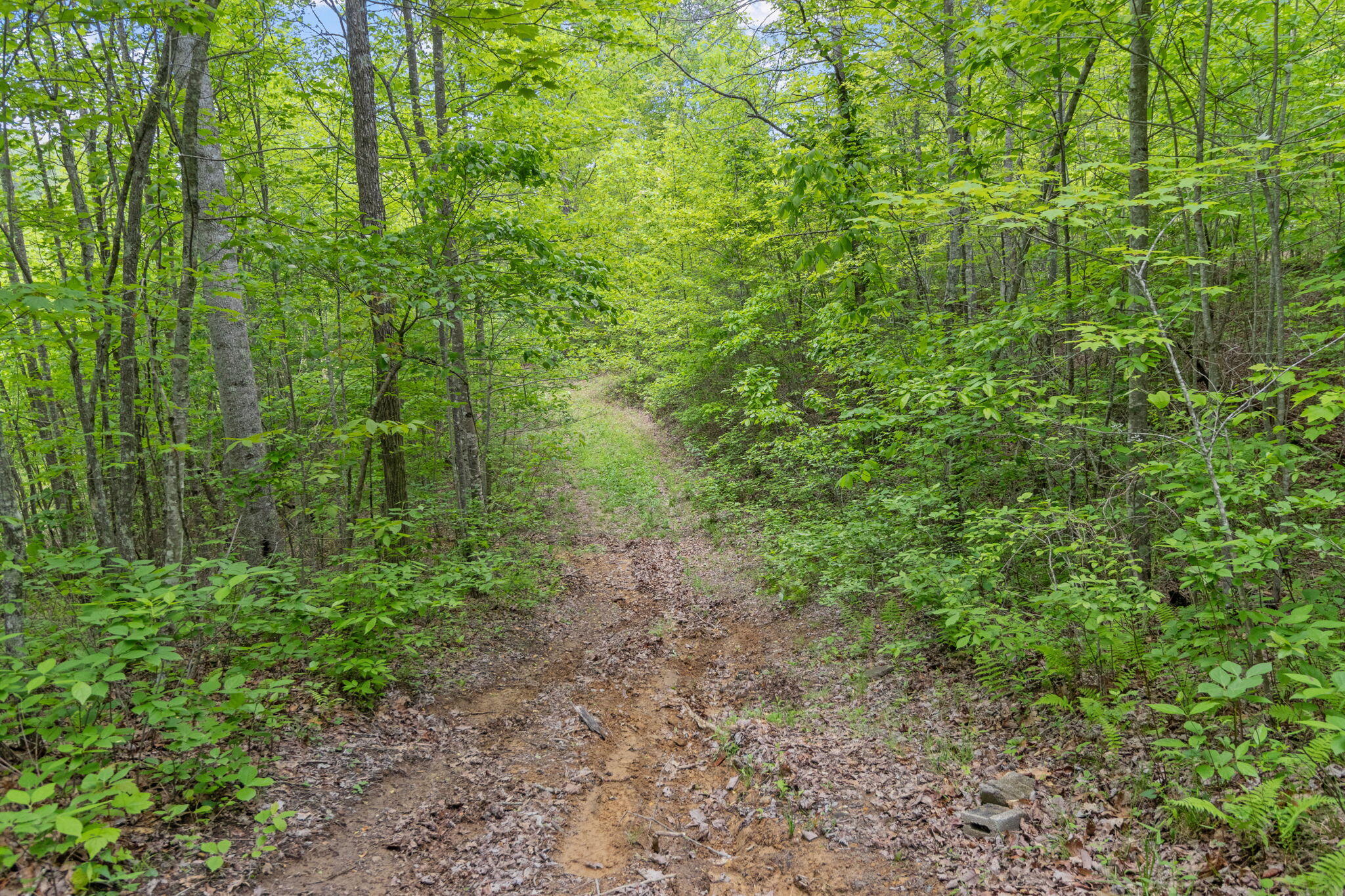 Rock Avenue End Of Avenue, Palmer, Tennessee image 12