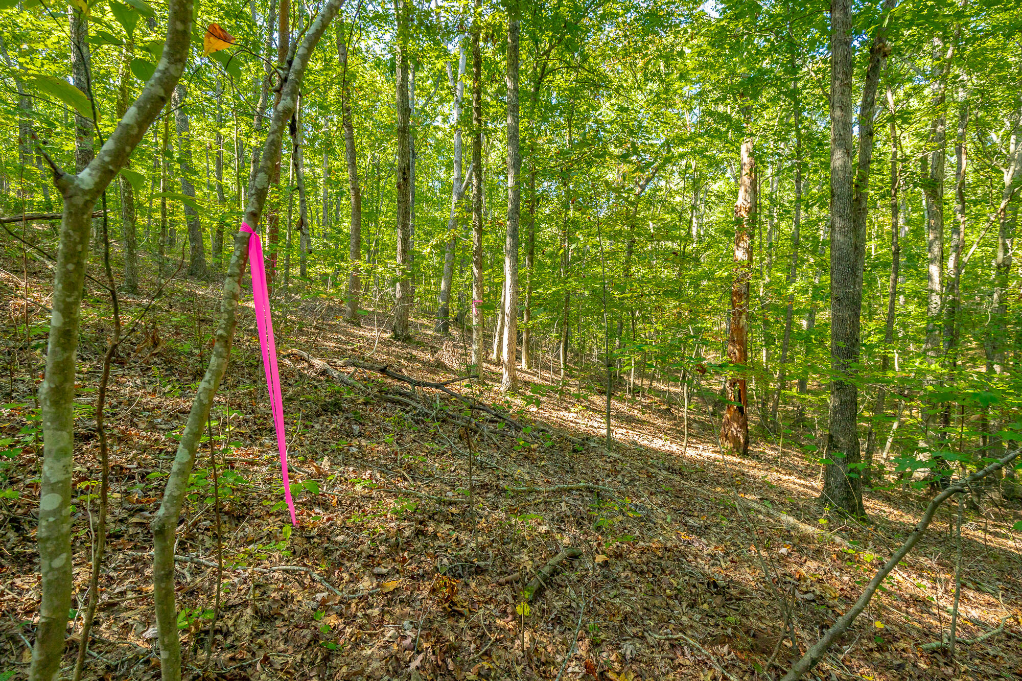 000 Houston Valley Road, Ringgold, Georgia image 43