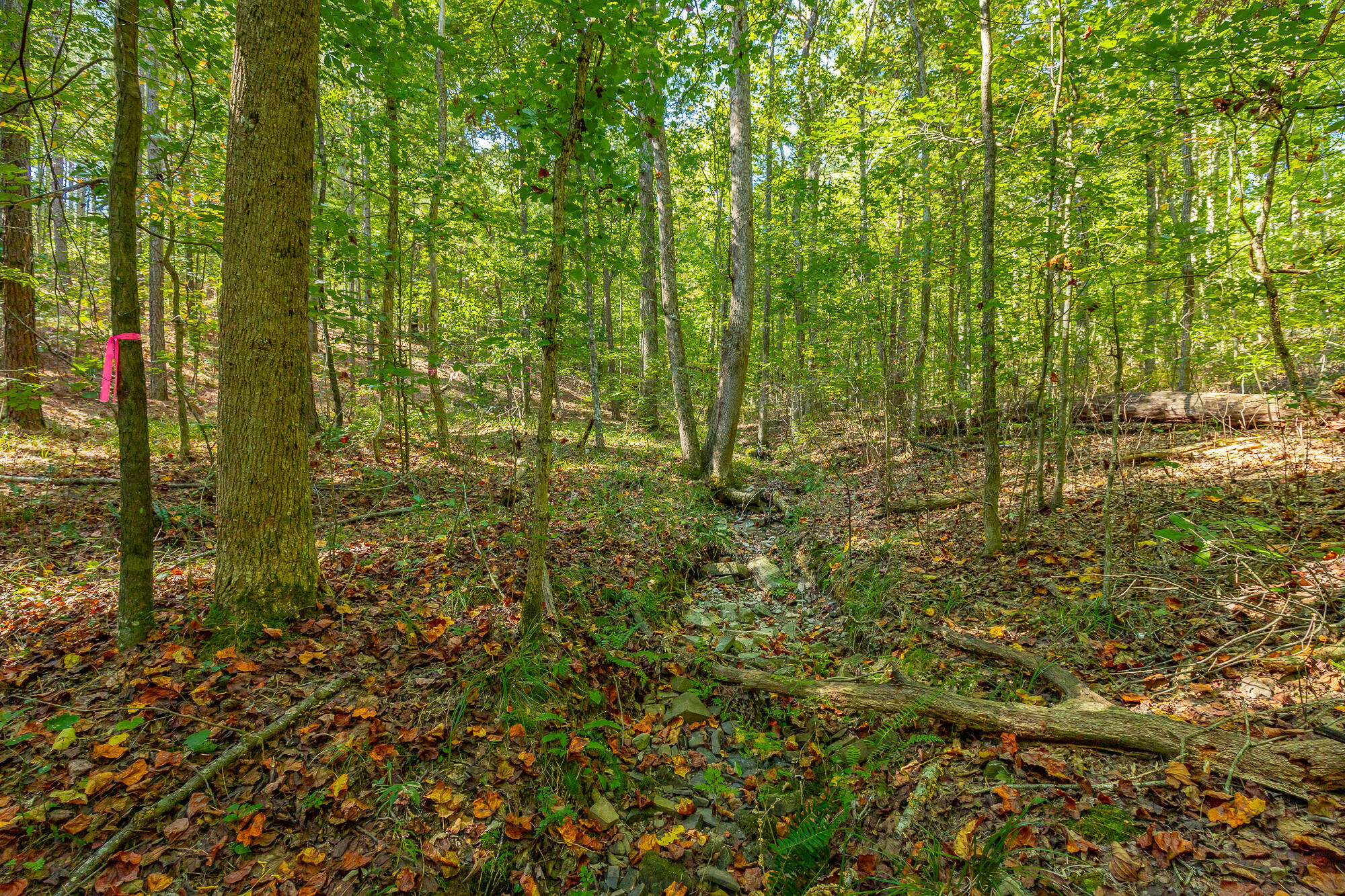 000 Houston Valley Road, Ringgold, Georgia image 31