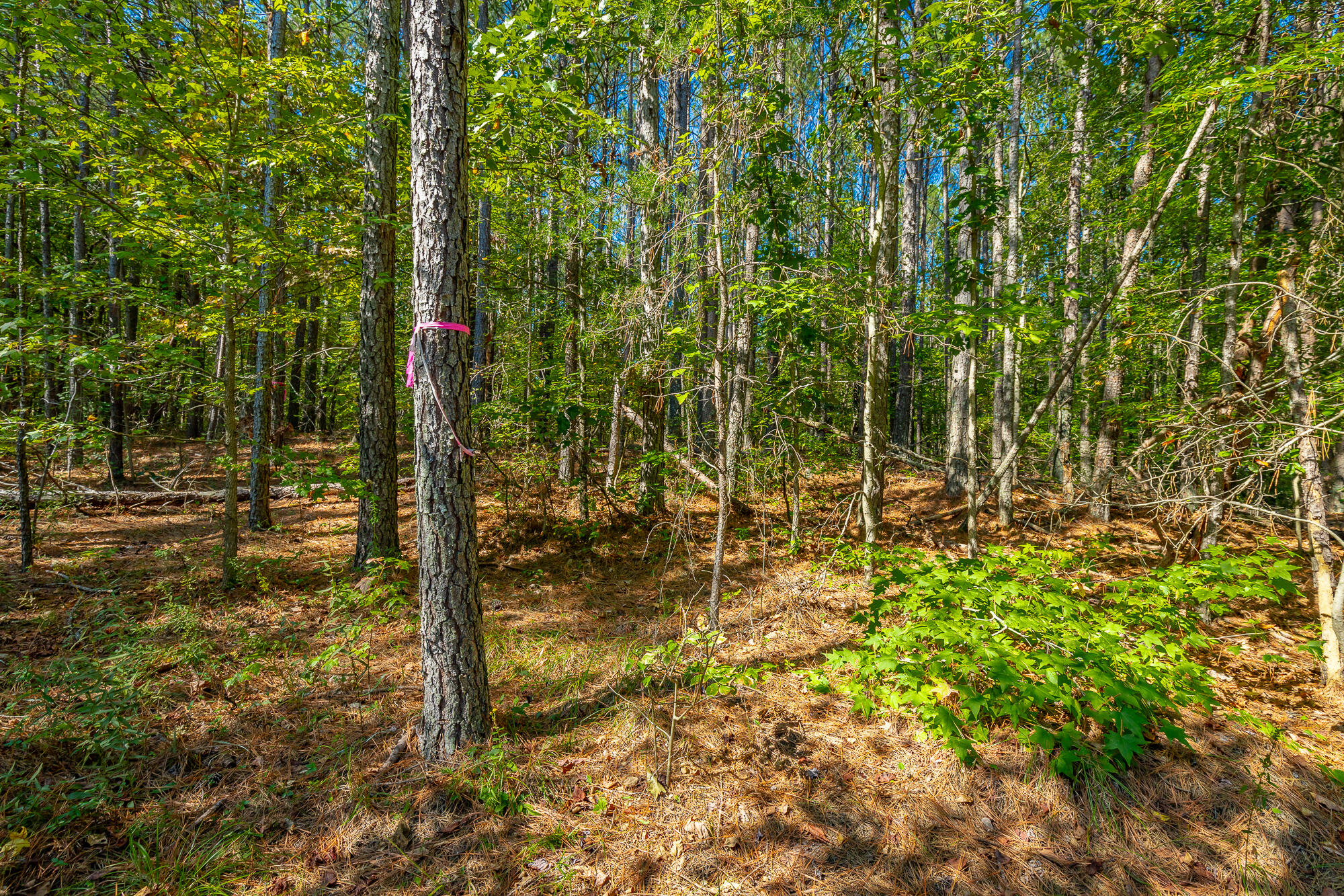 000 Houston Valley Road, Ringgold, Georgia image 10