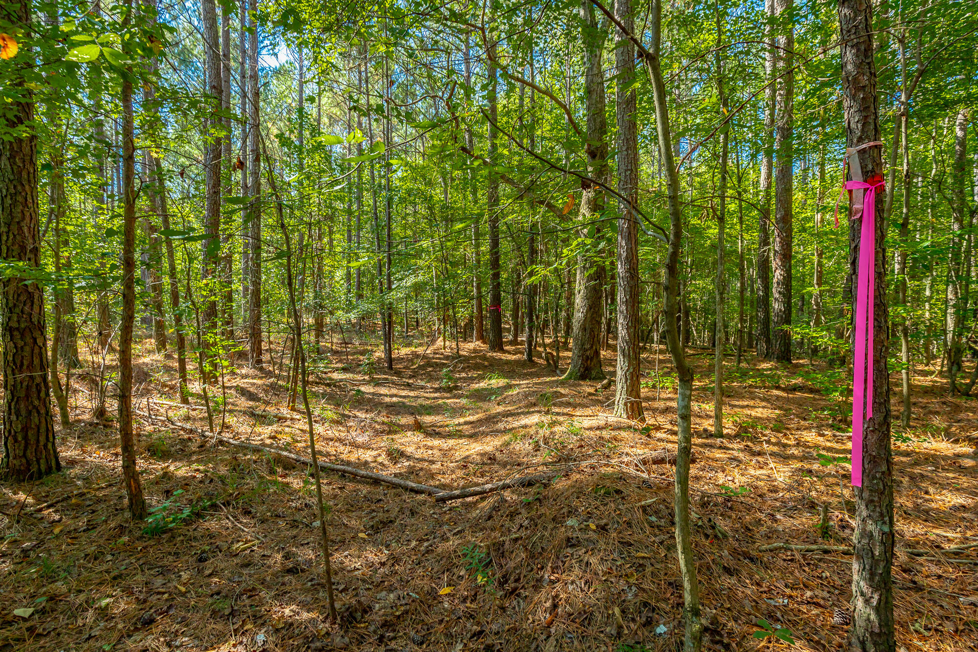 000 Houston Valley Road, Ringgold, Georgia image 18