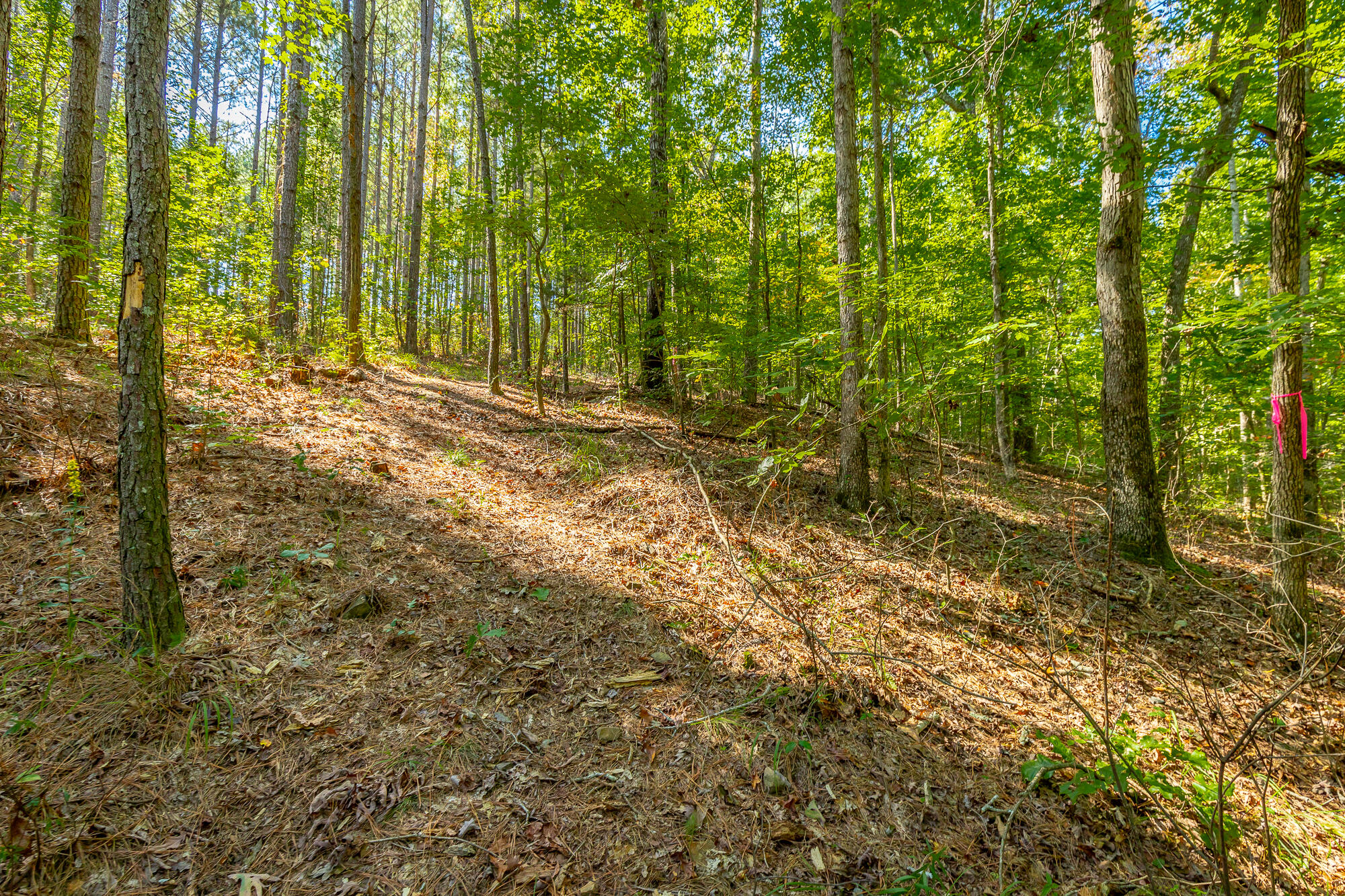 000 Houston Valley Road, Ringgold, Georgia image 37