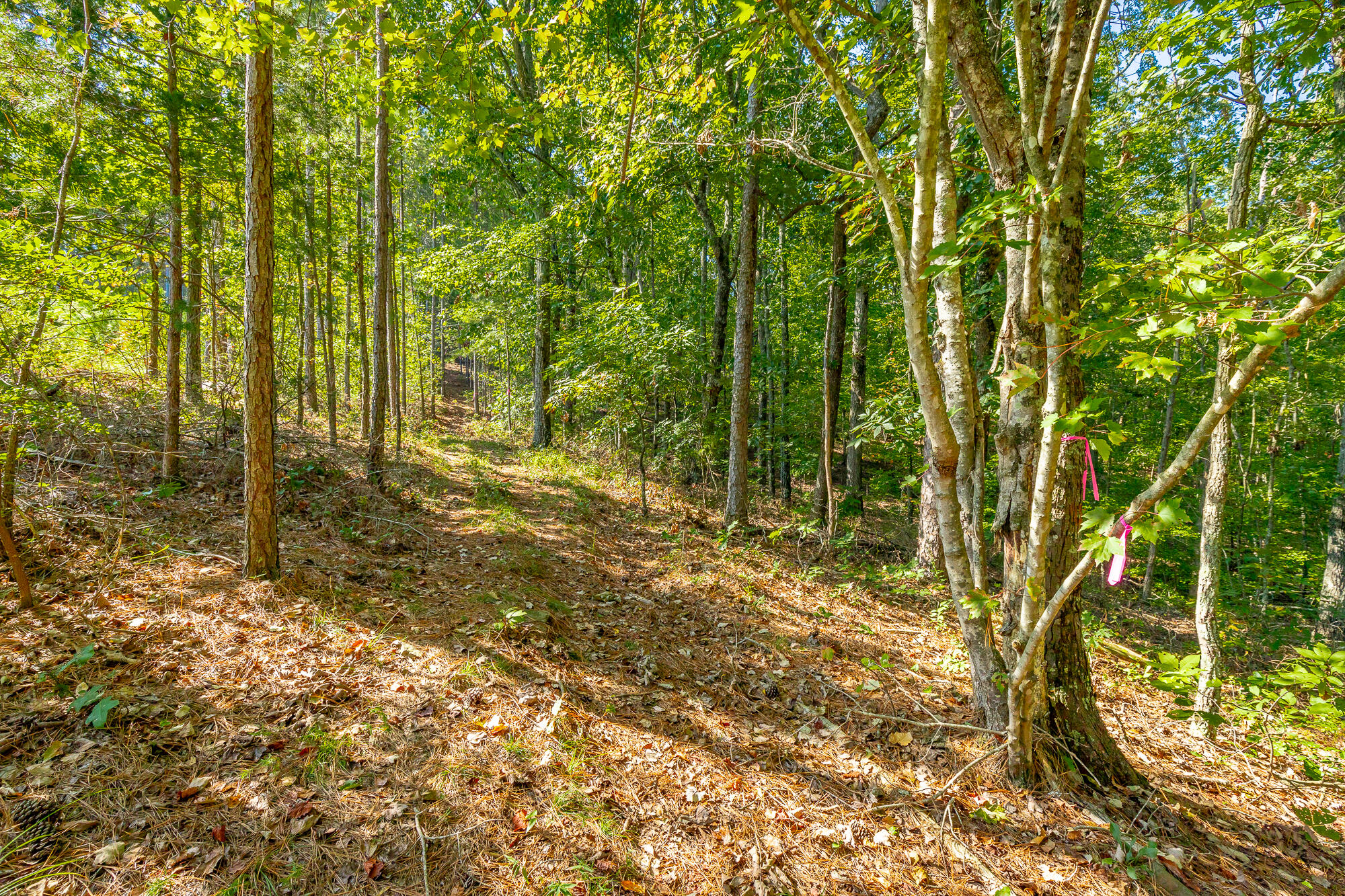 000 Houston Valley Road, Ringgold, Georgia image 49