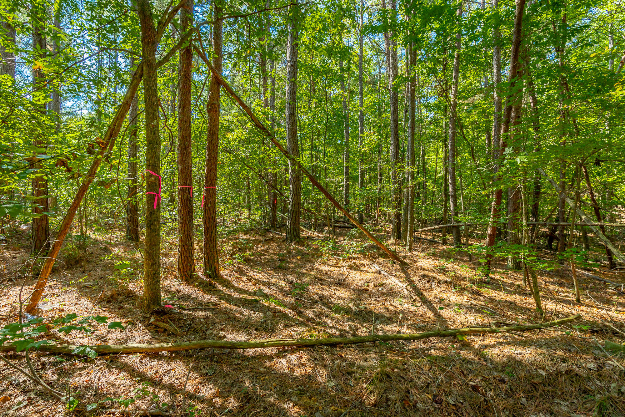 000 Houston Valley Road, Ringgold, Georgia image 23