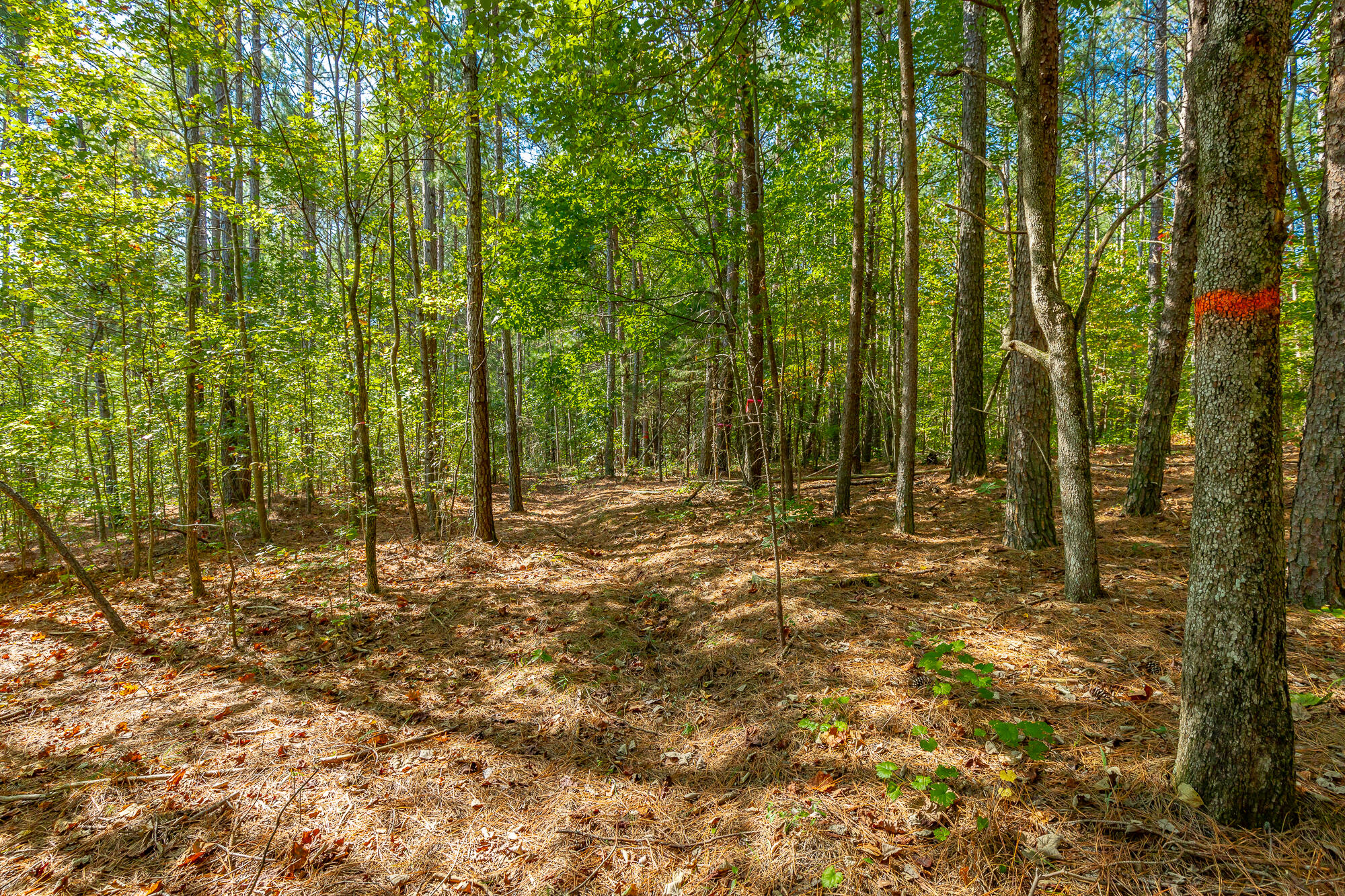 000 Houston Valley Road, Ringgold, Georgia image 14