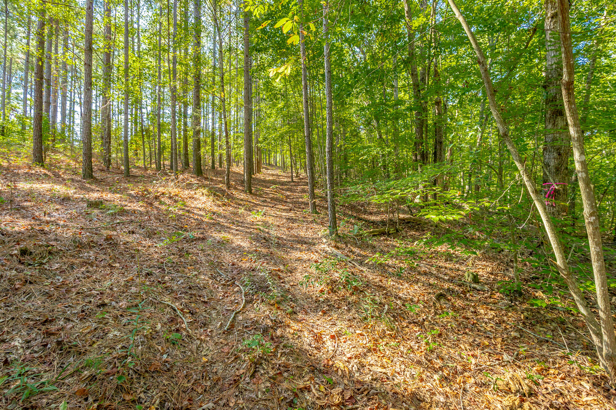 000 Houston Valley Road, Ringgold, Georgia image 40