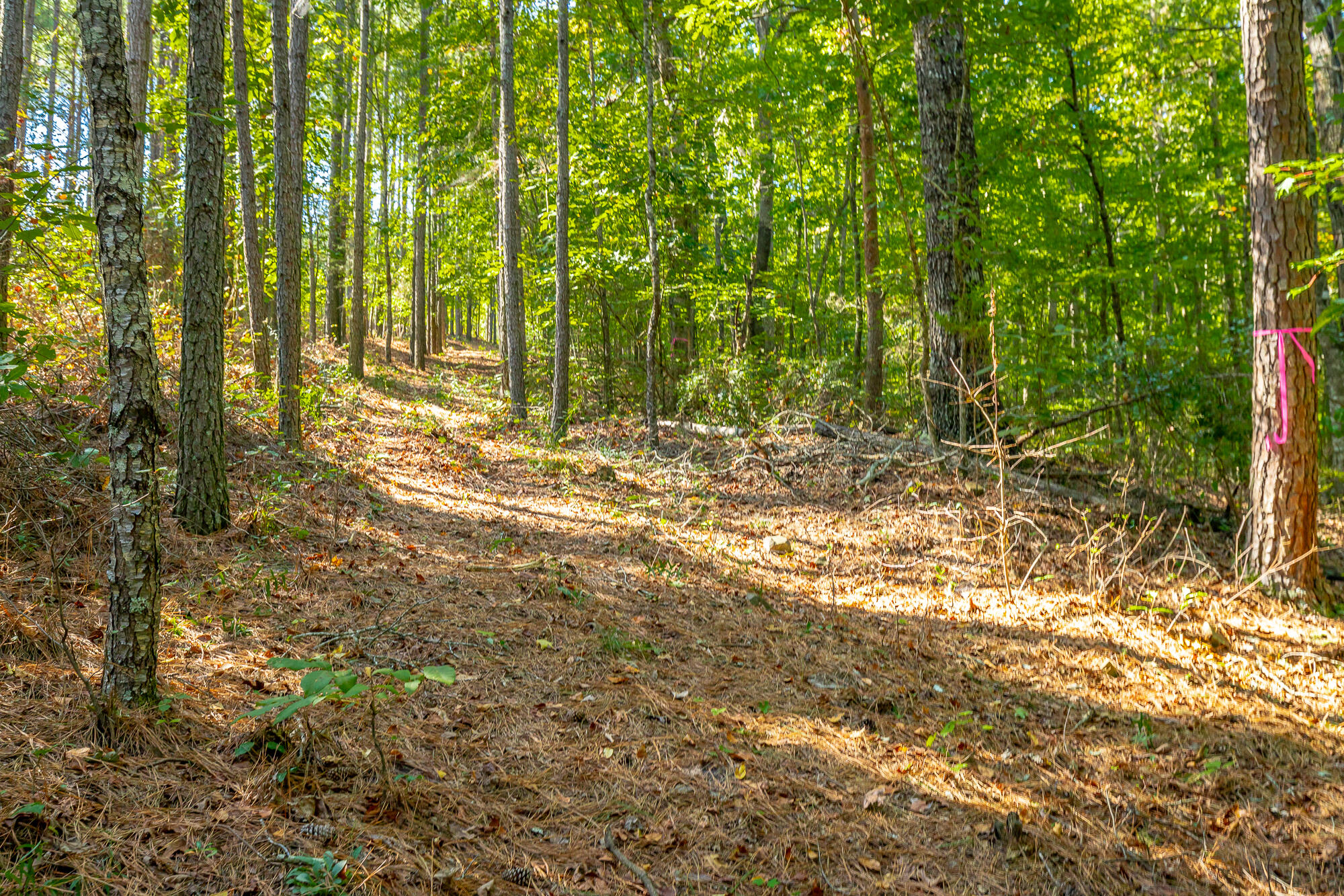 000 Houston Valley Road, Ringgold, Georgia image 39