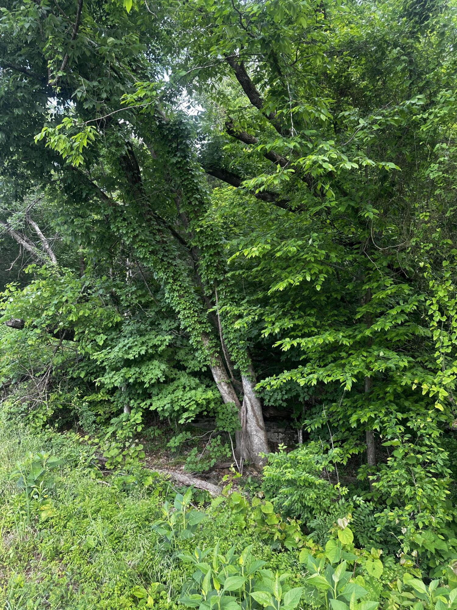 - Mullins Cove Road, Whitwell, Tennessee image 18