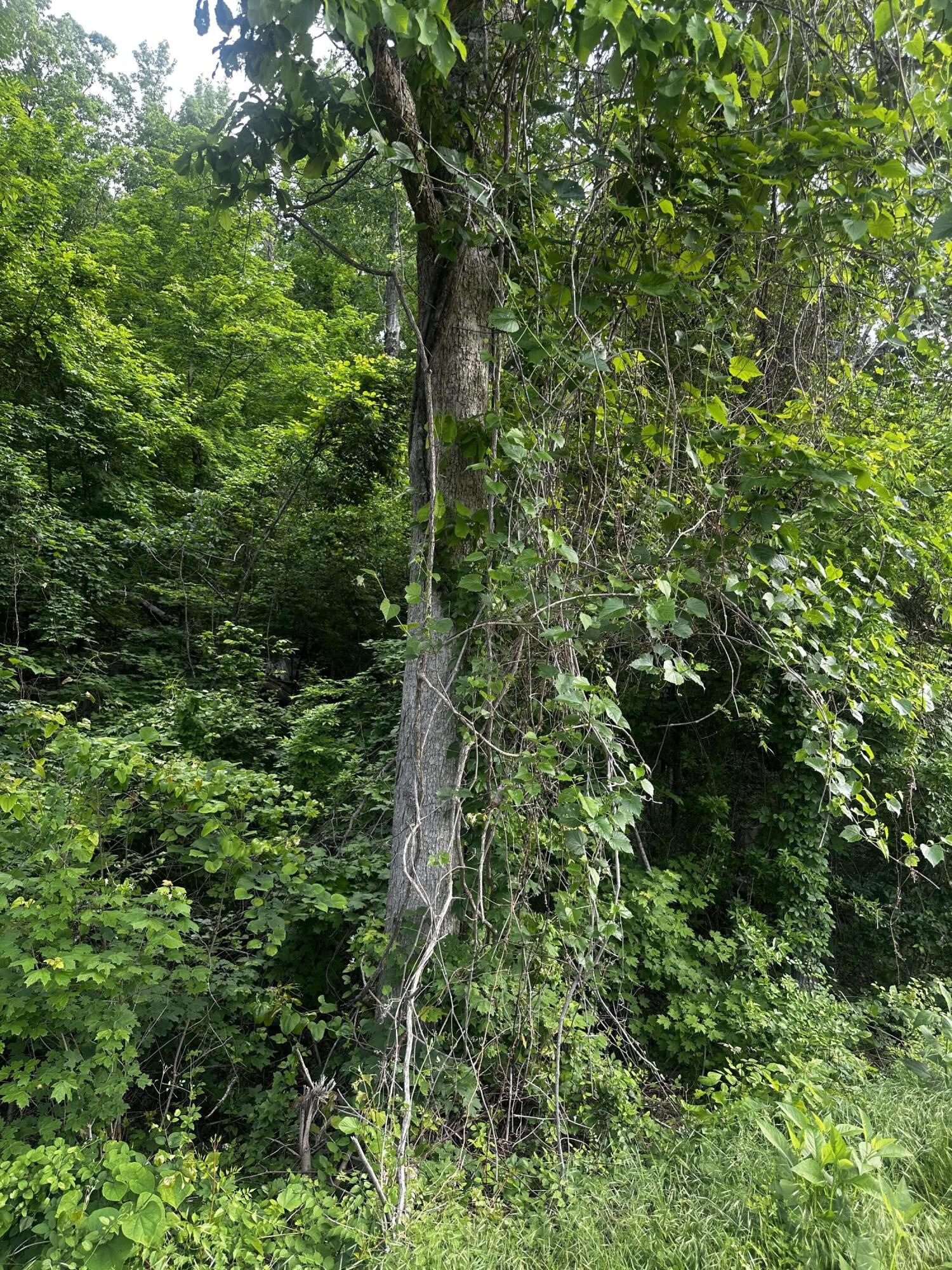 - Mullins Cove Road, Whitwell, Tennessee image 17