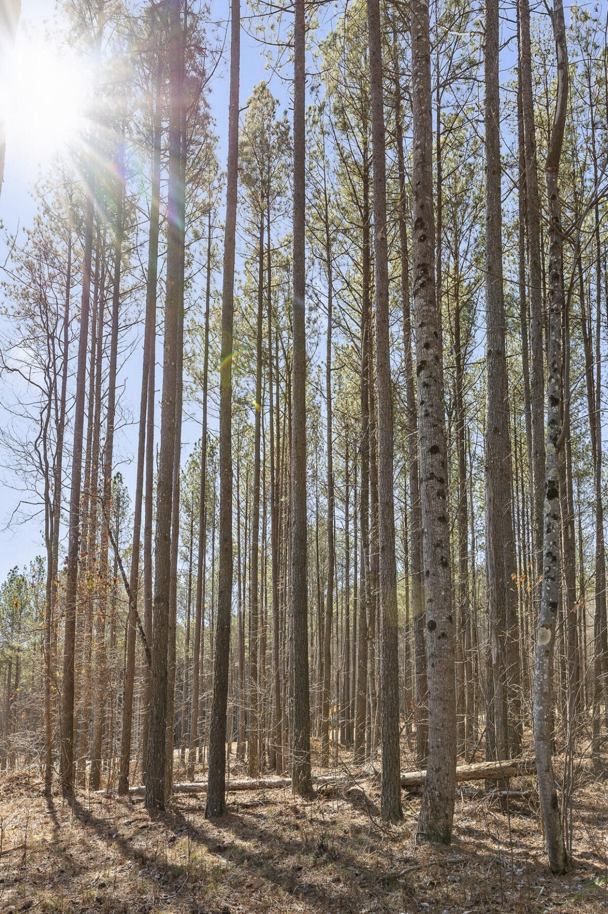 Lot 1060 Birds Eye Way, Guild, Tennessee image 16