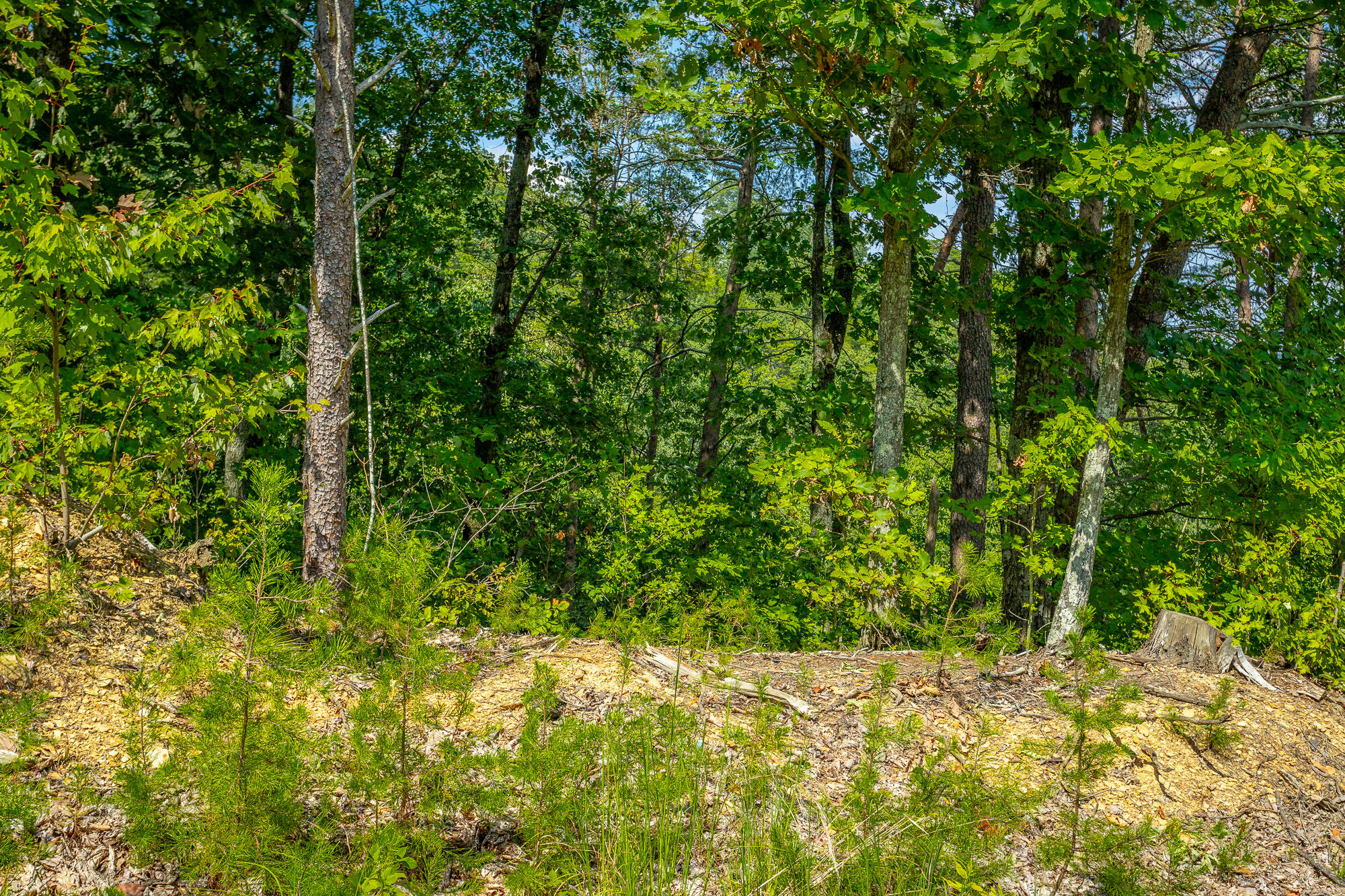 291 Mowbray Pike, Soddy Daisy, Tennessee image 17