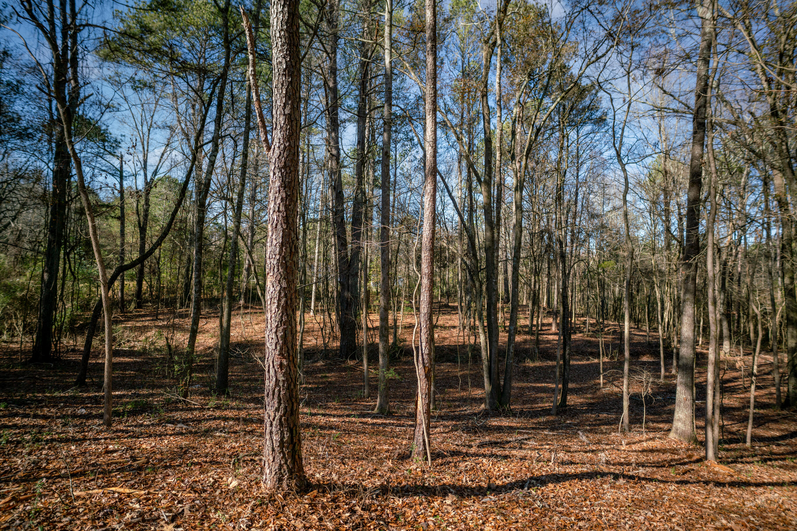 113 Ireland Lane, Chickamauga, Georgia image 43