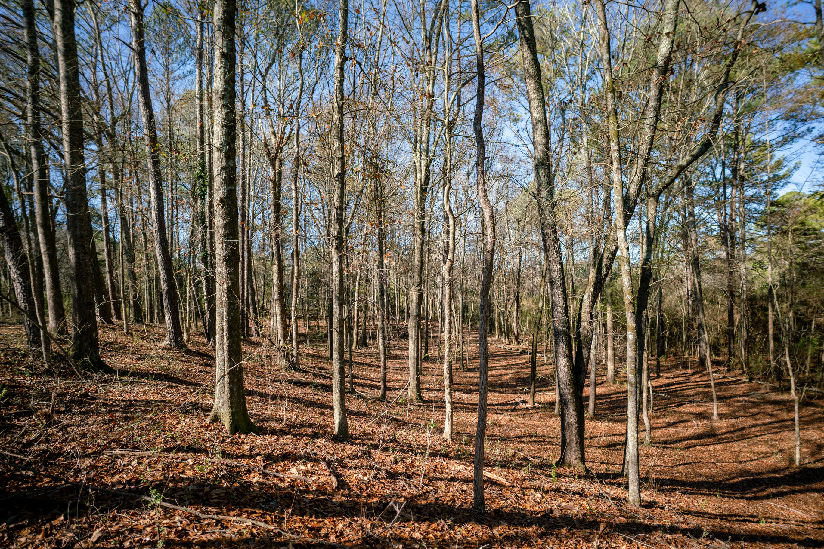 113 Ireland Lane, Chickamauga, Georgia image 41