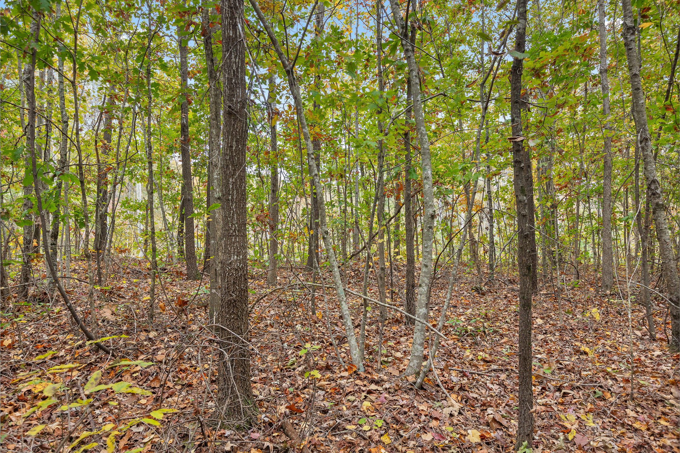 Land, Tunnel Hill, Georgia image 6