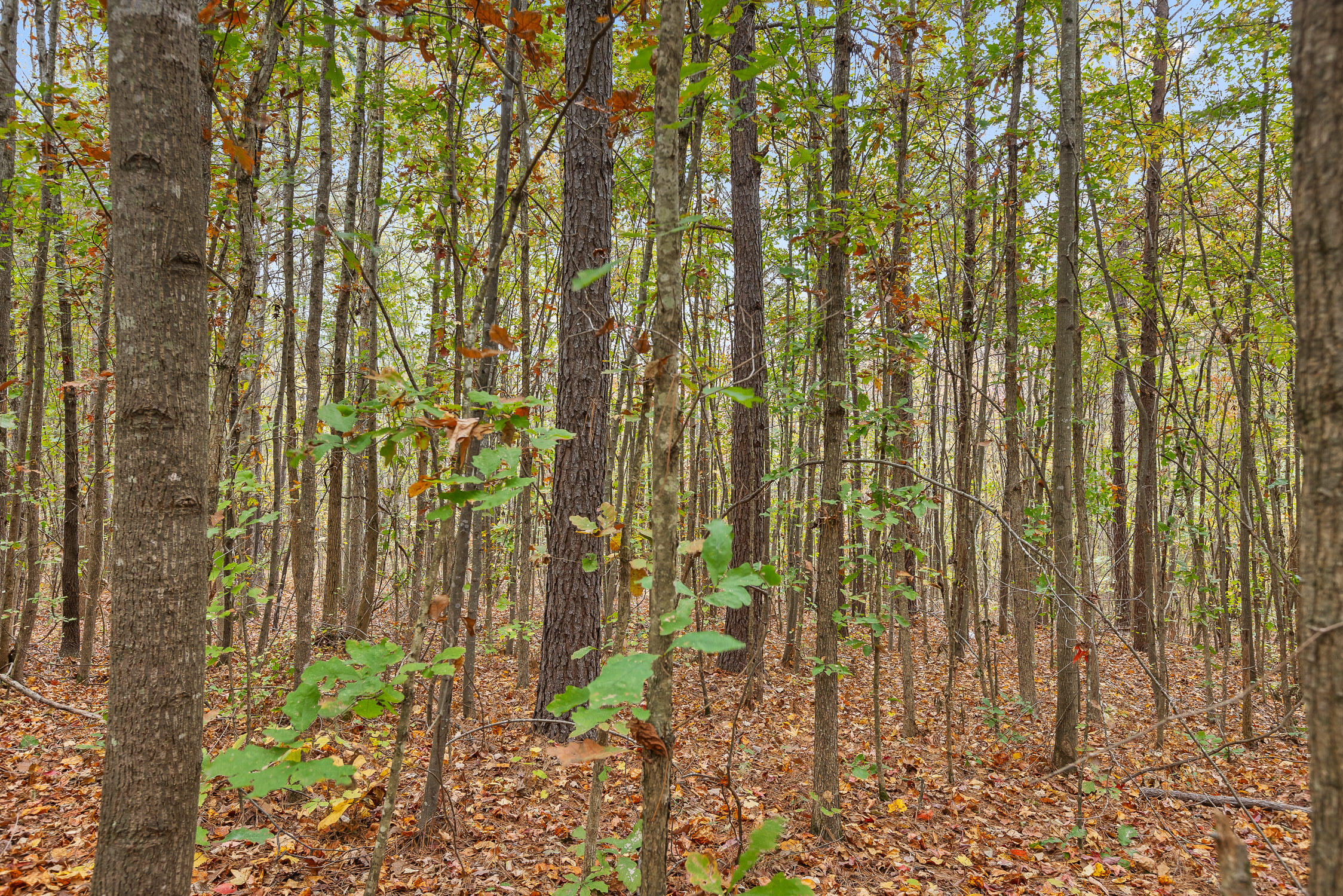 Land, Tunnel Hill, Georgia image 7