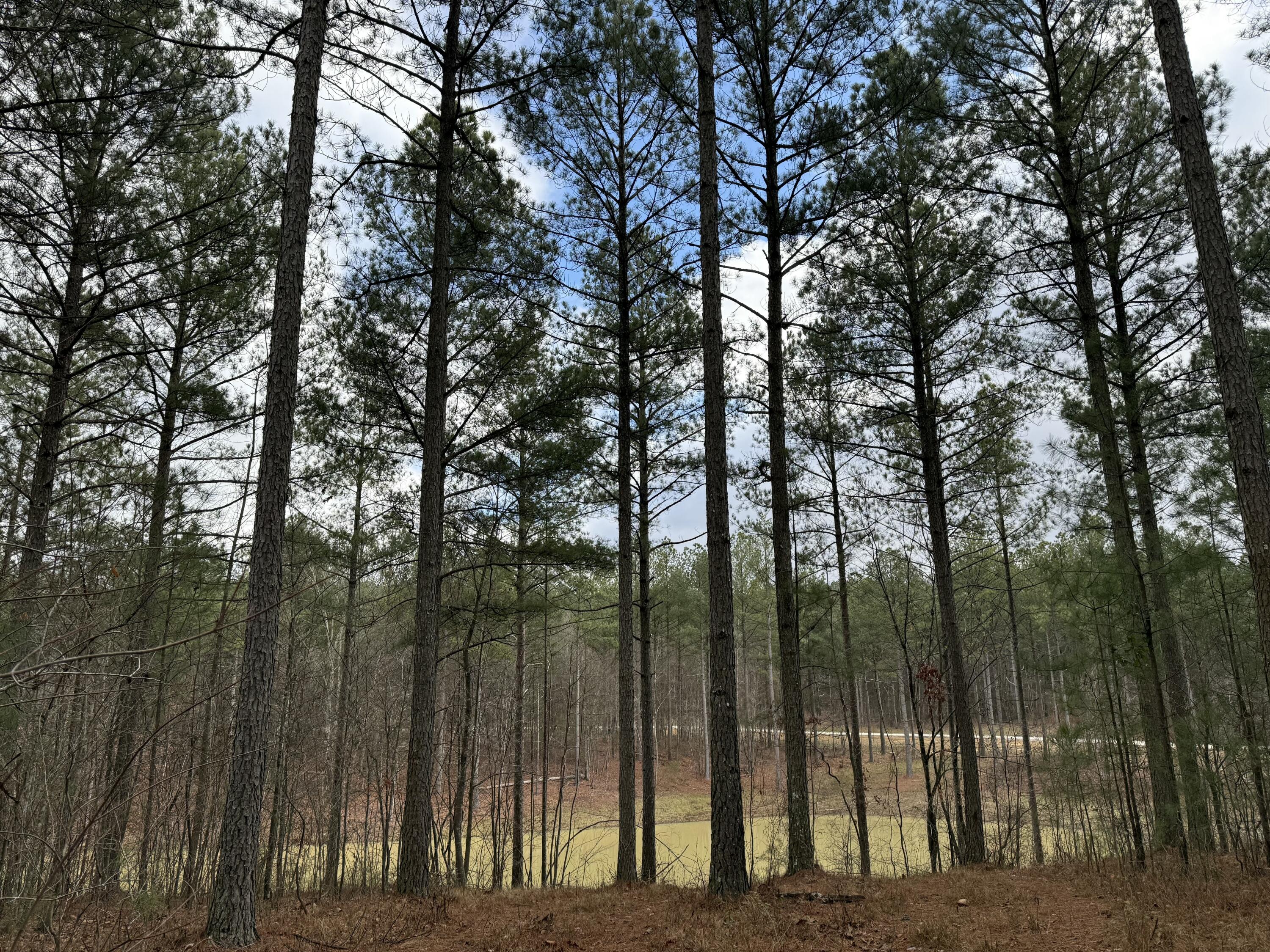 Farm Road #1051, Guild, Tennessee image 19