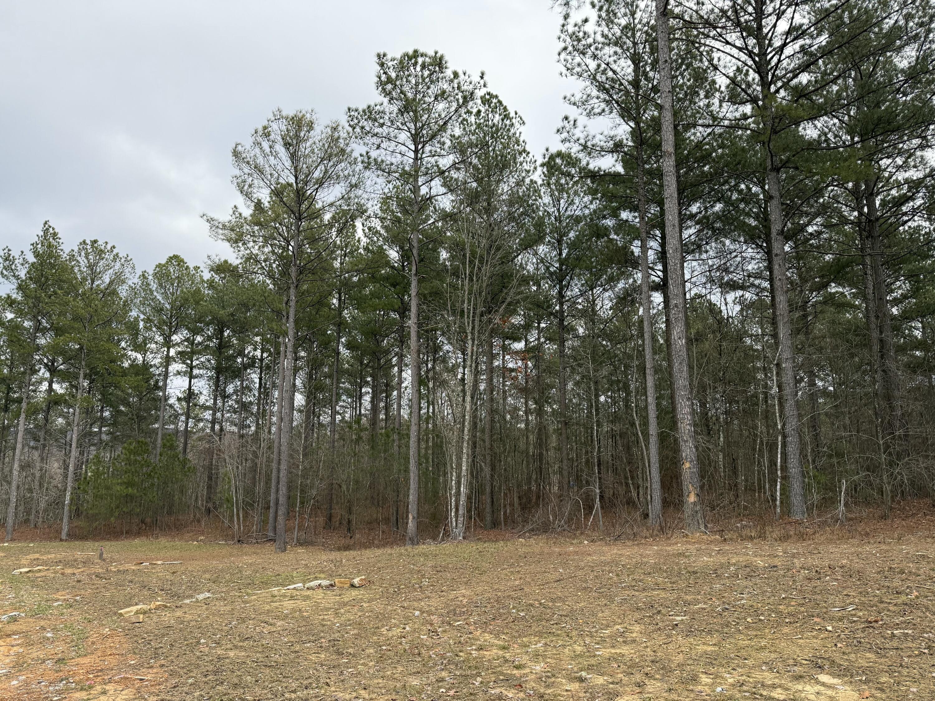 Farm Road #1051, Guild, Tennessee image 29