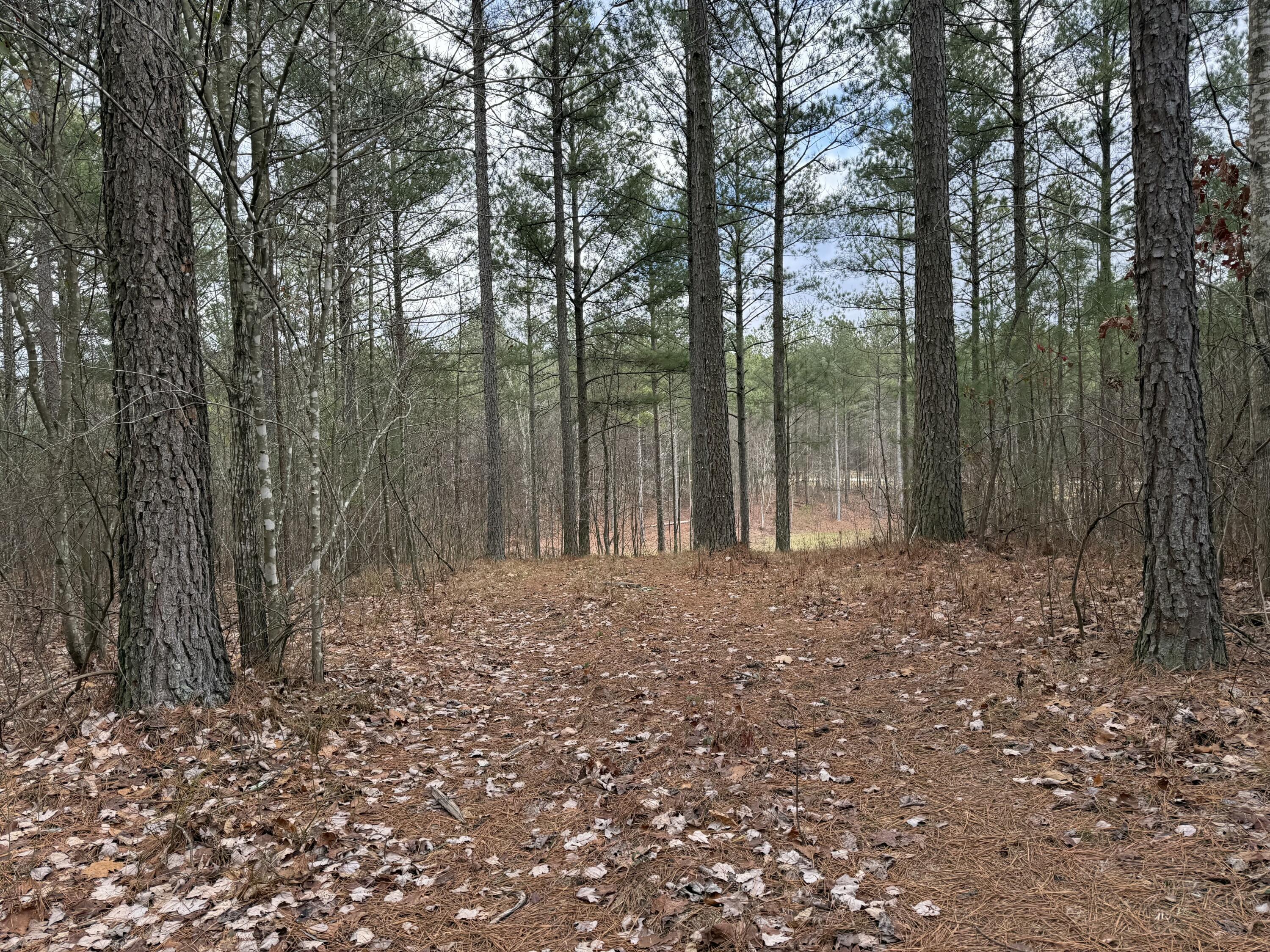 Farm Road #1051, Guild, Tennessee image 12