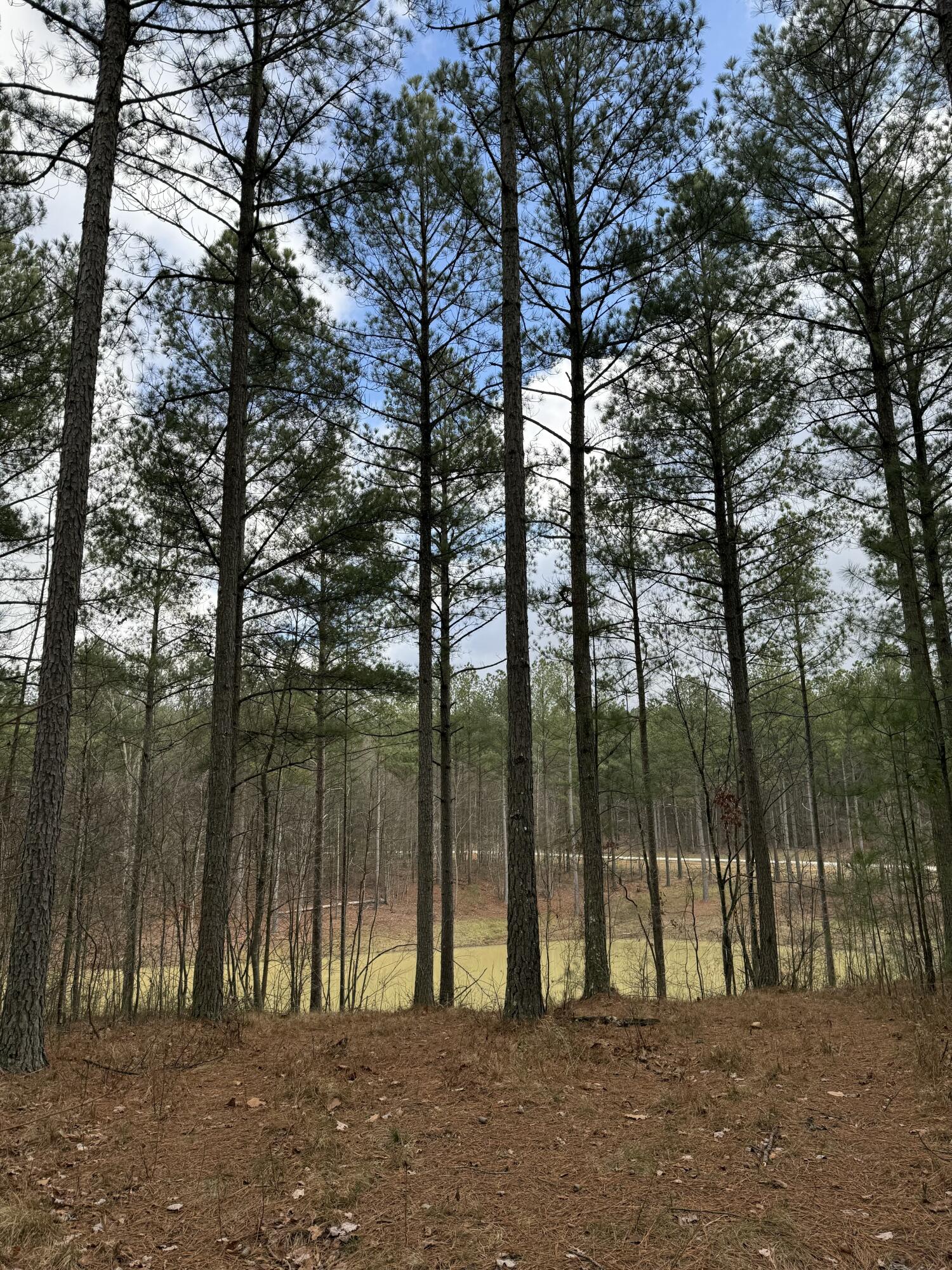 Farm Road #1051, Guild, Tennessee image 15