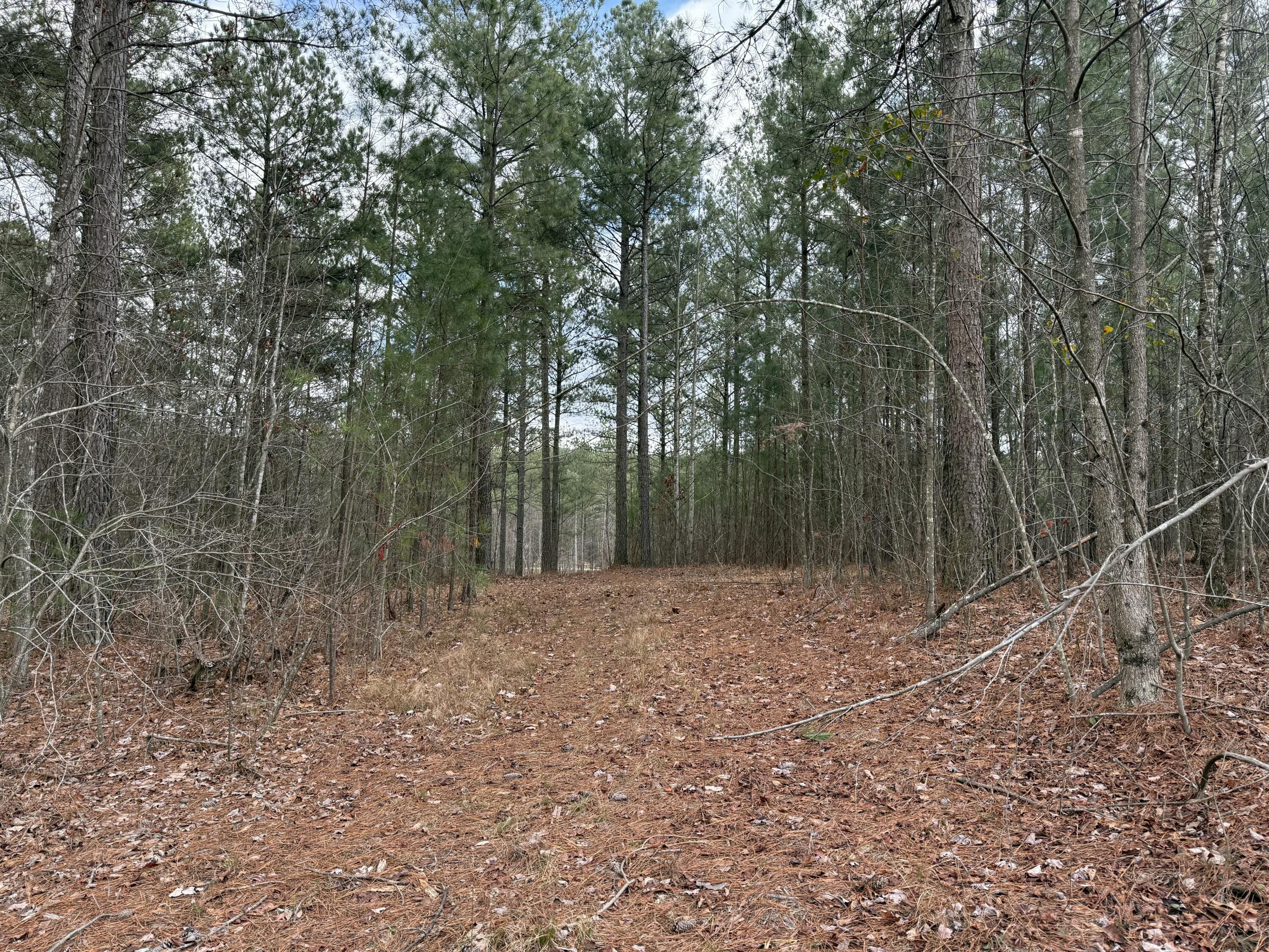 Farm Road #1051, Guild, Tennessee image 7