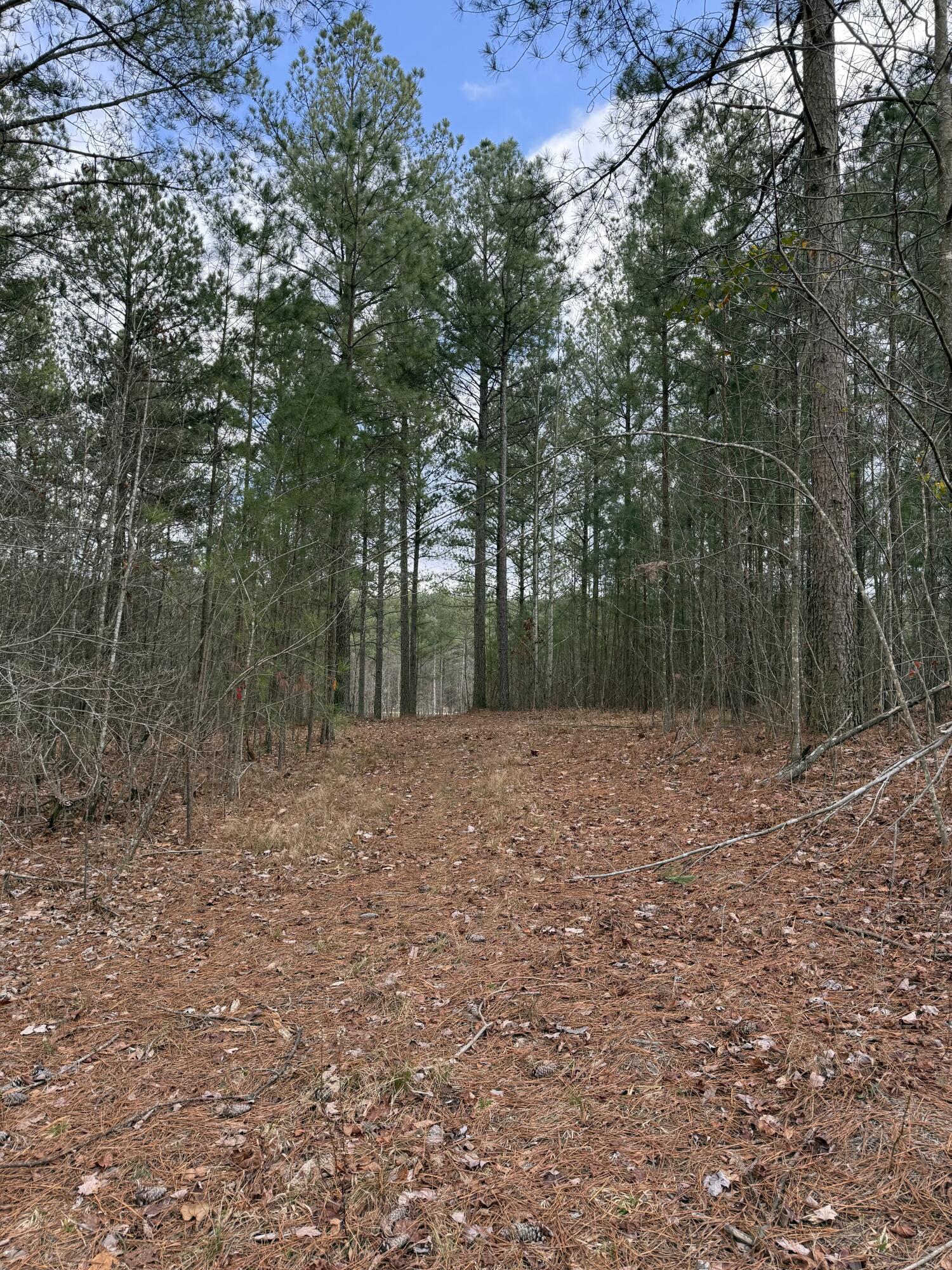 Farm Road #1051, Guild, Tennessee image 8