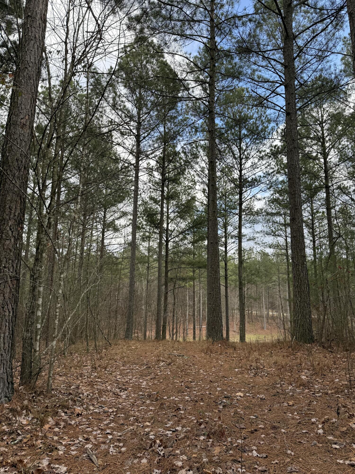 Farm Road #1051, Guild, Tennessee image 13