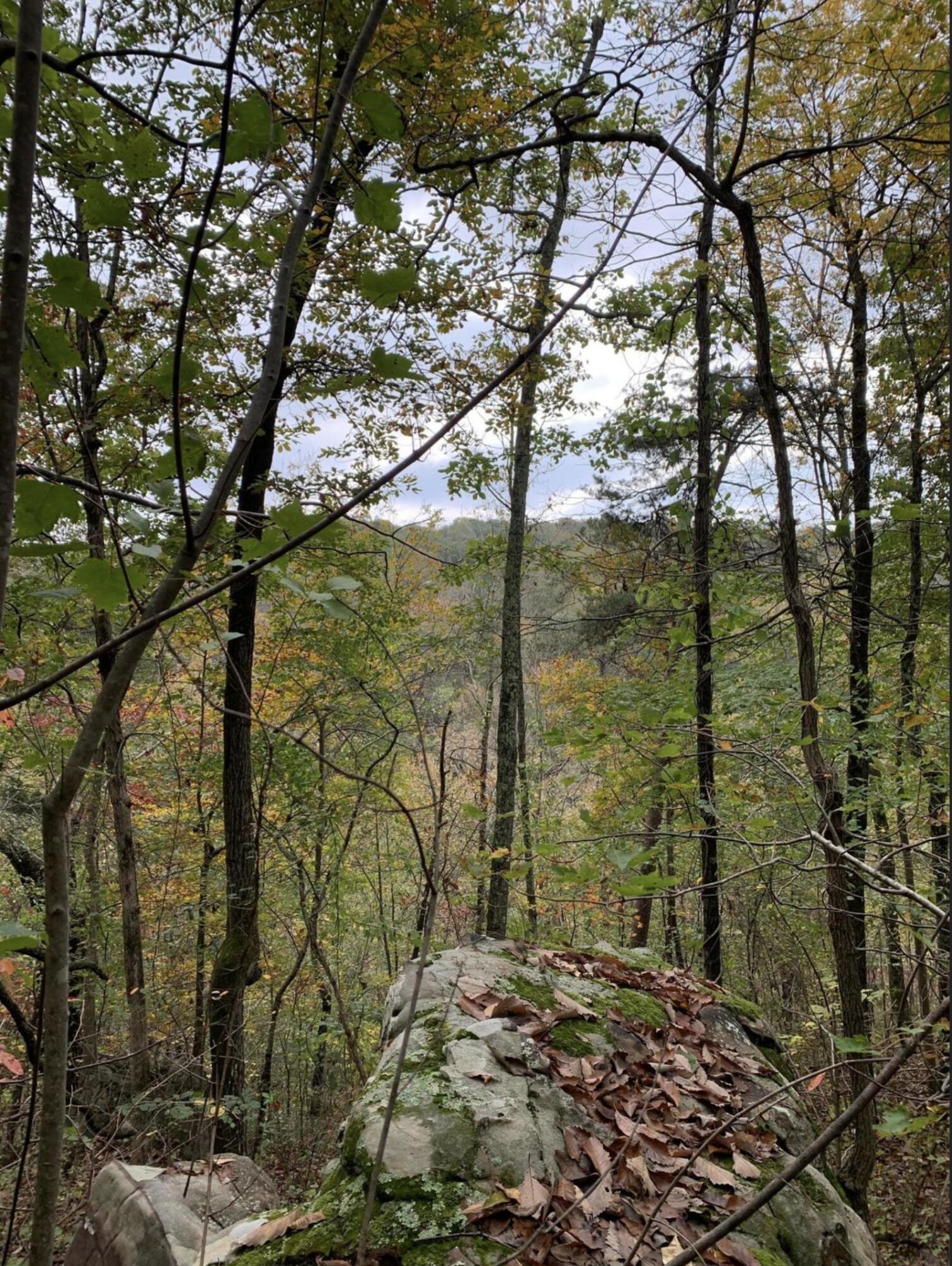 204 Mathes Lane #LOTS 5, 6, 7  8, Signal Mountain, Tennessee image 4