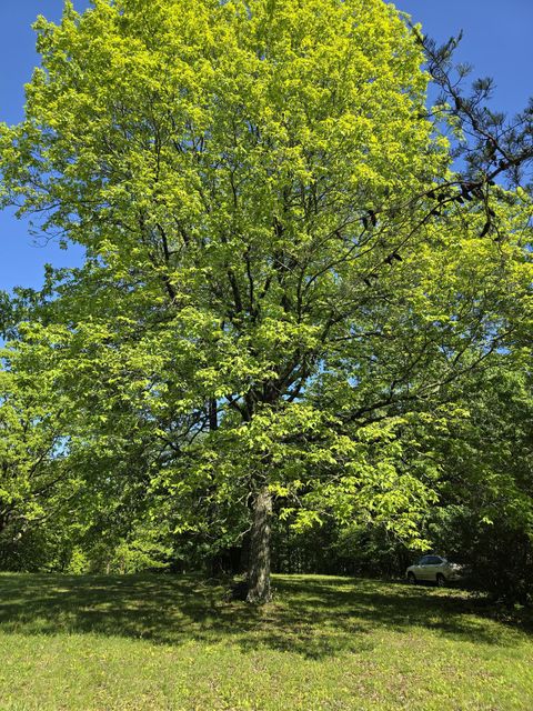 Tiny photo for 157 Highway, Rising Fawn, GA 30738 (MLS # 1512736)