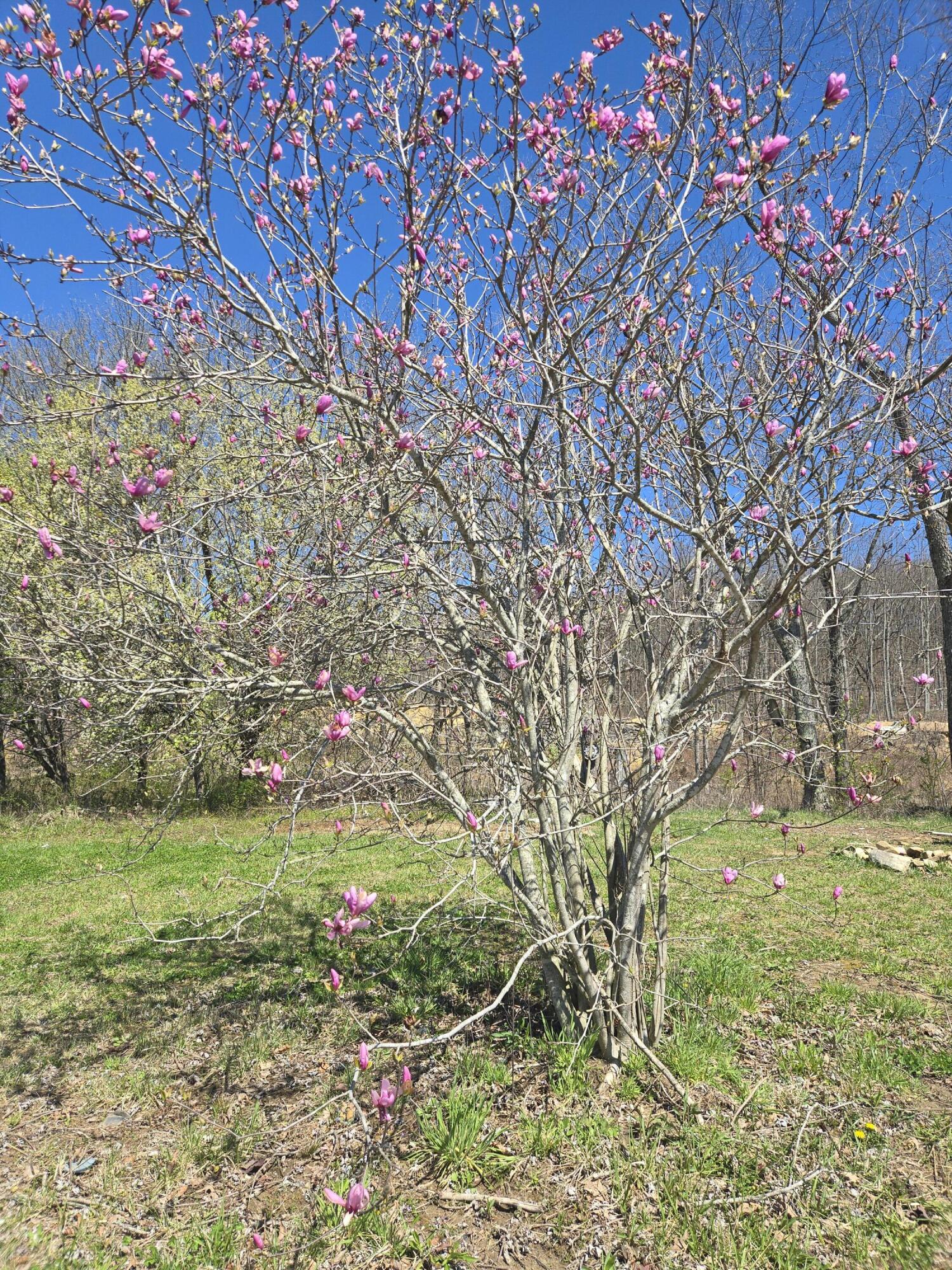 6 Blaylock Lane # 6, Palmer, Tennessee image 3
