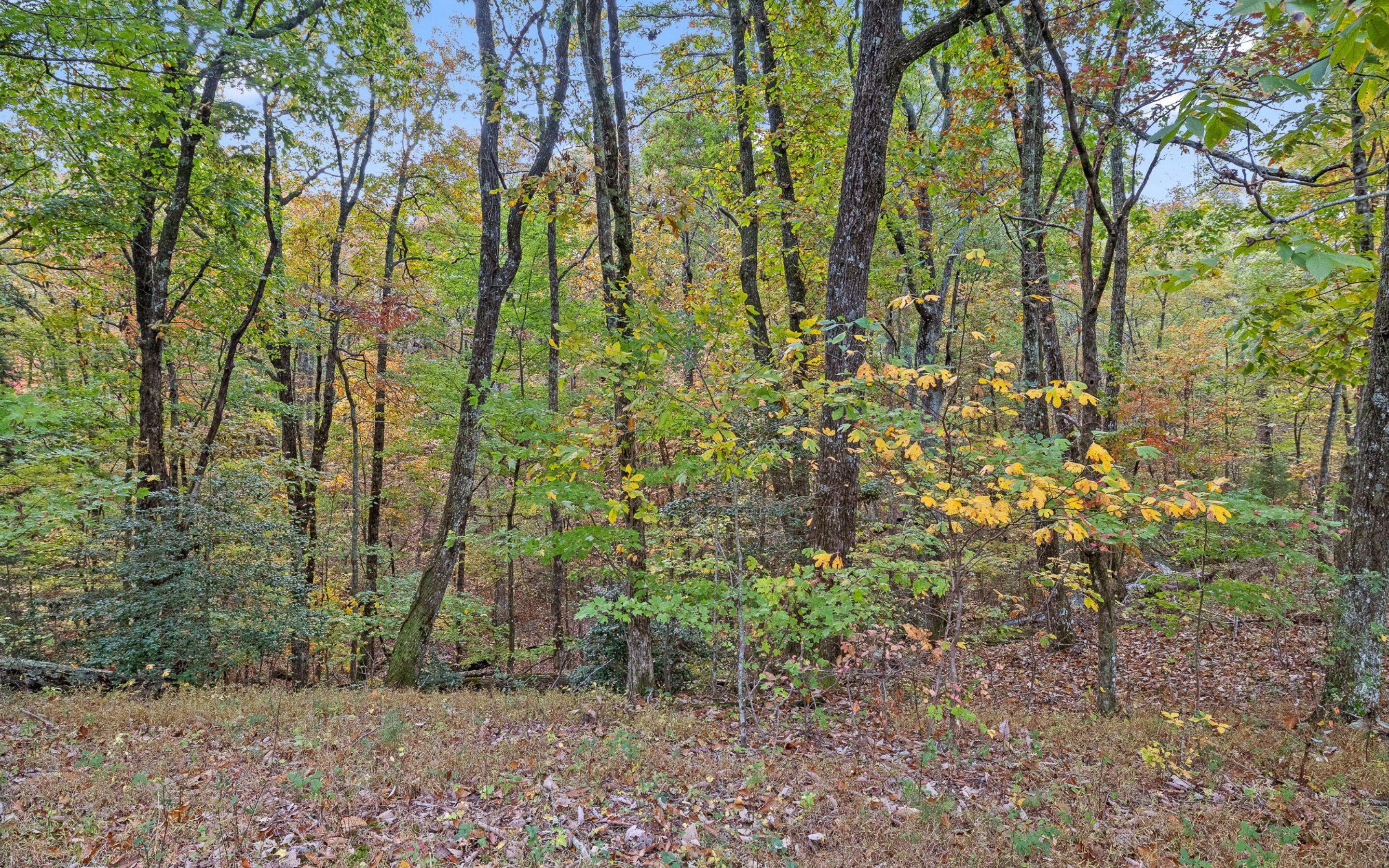 1820 Sawyer Farms Lane, Signal Mountain, Tennessee image 17