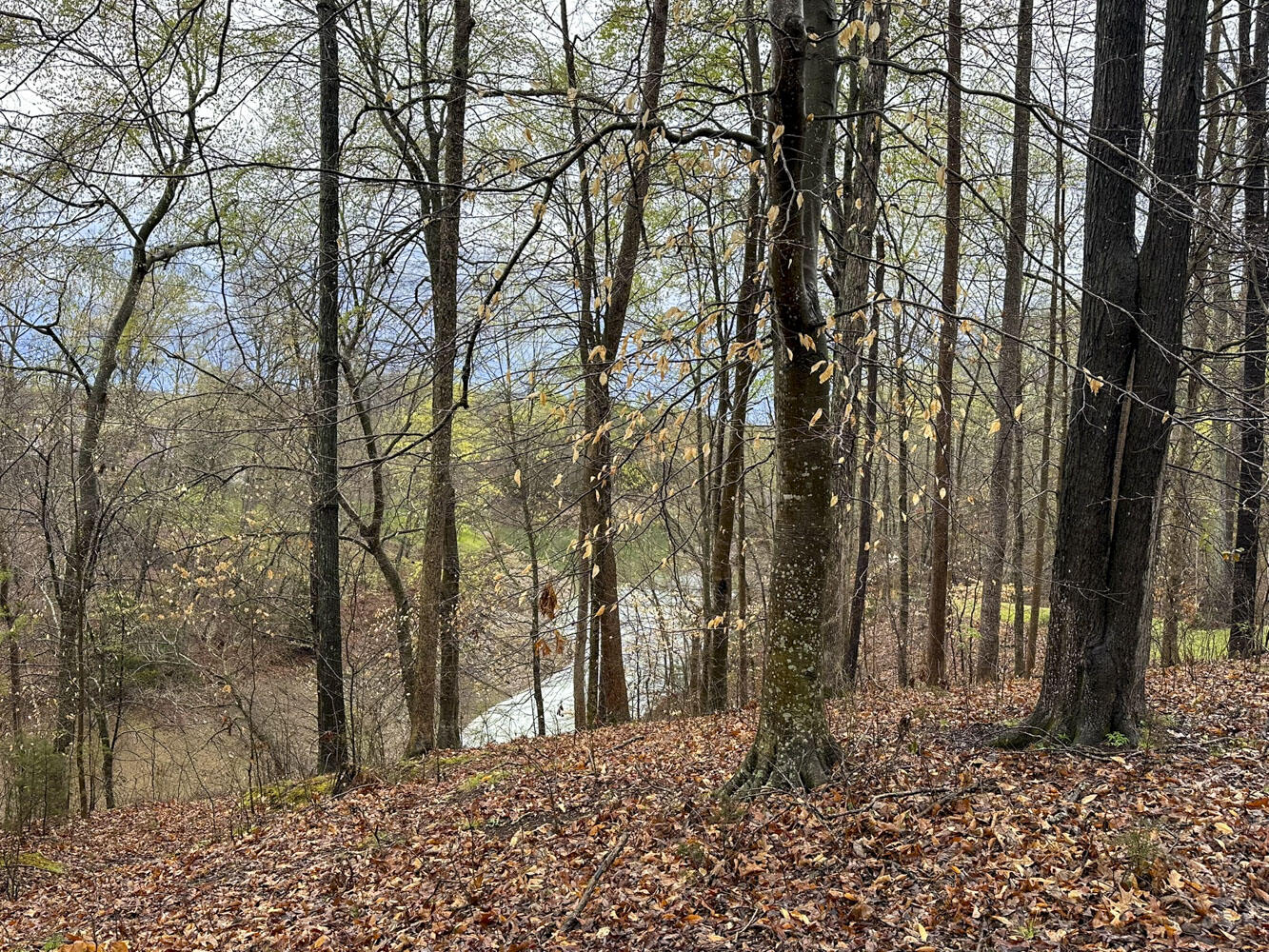 David Swann Drive, Dandridge, Tennessee image 9