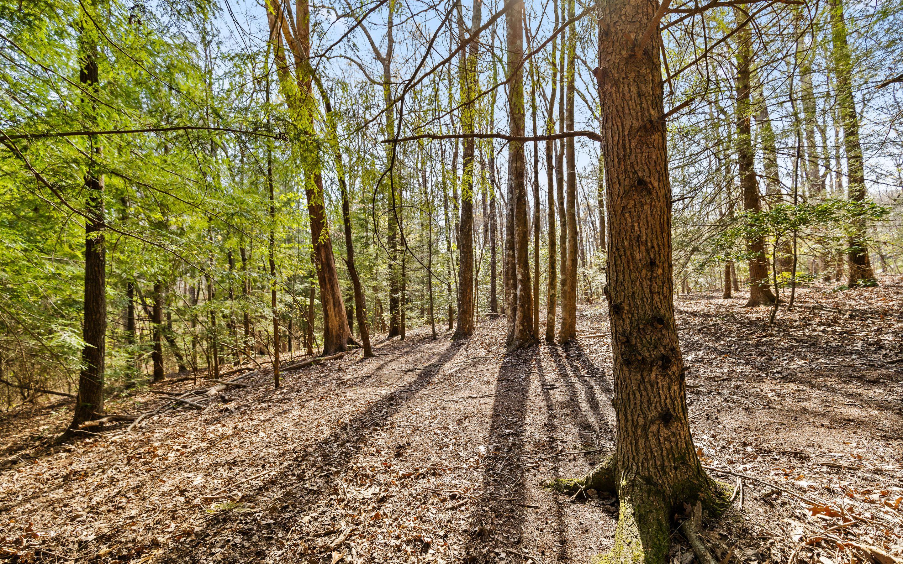 2593 Boston Branch Circle, Signal Mountain, Tennessee image 12