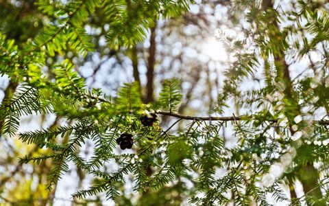 Tiny photo for 2593 Boston Branch Circle, Signal Mountain, TN 37377 (MLS # 1512937)