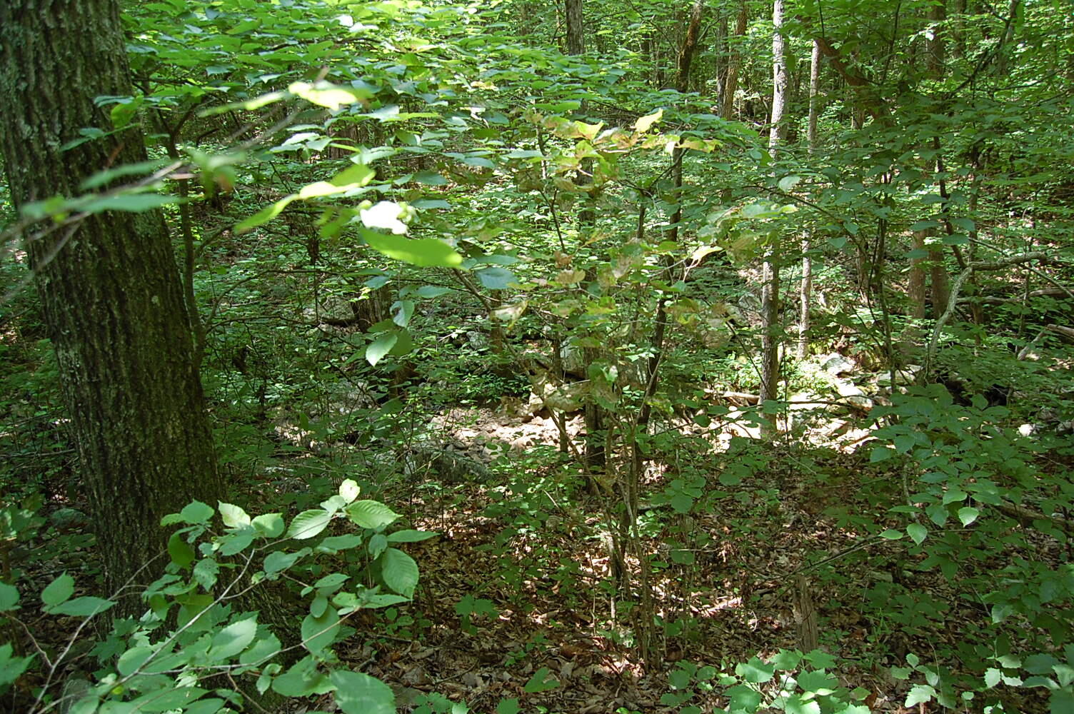 3133 Blue Sewanee Road, Dunlap, Tennessee image 16
