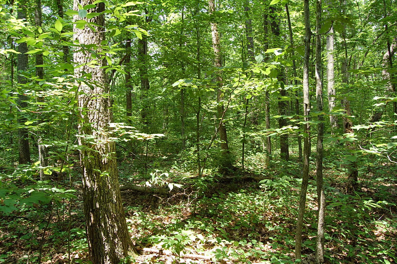 3133 Blue Sewanee Road, Dunlap, Tennessee image 9