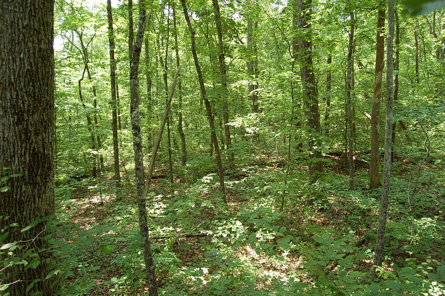 3133 Blue Sewanee Road, Dunlap, Tennessee image 7