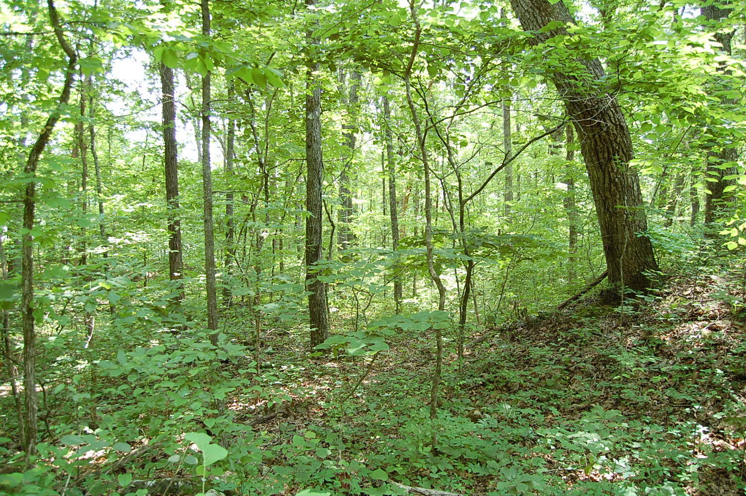 3133 Blue Sewanee Road, Dunlap, Tennessee image 20
