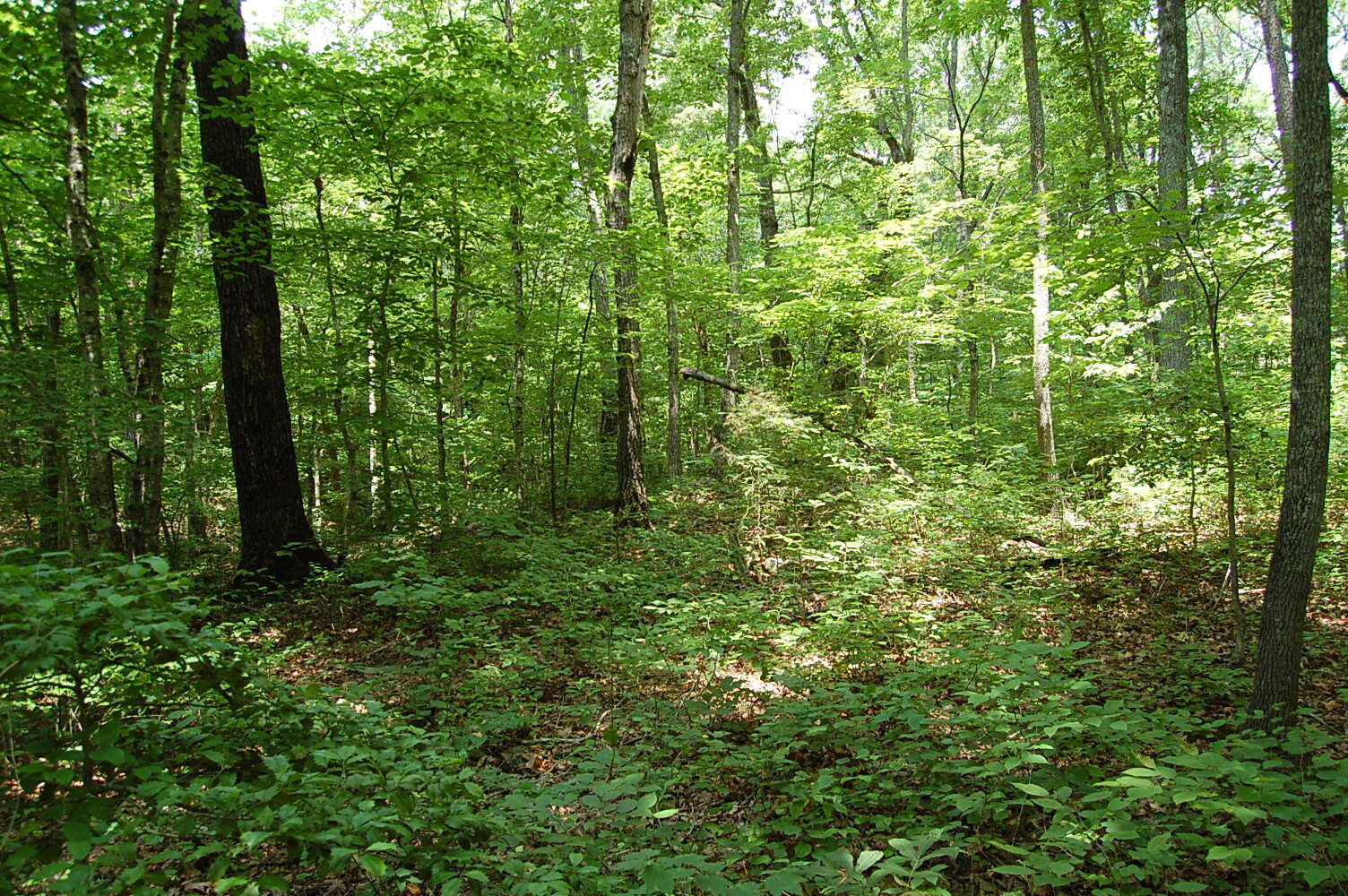 3133 Blue Sewanee Road, Dunlap, Tennessee image 15