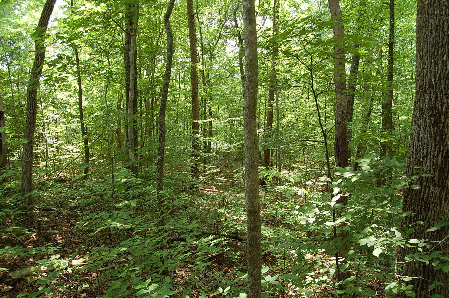 3133 Blue Sewanee Road, Dunlap, Tennessee image 6