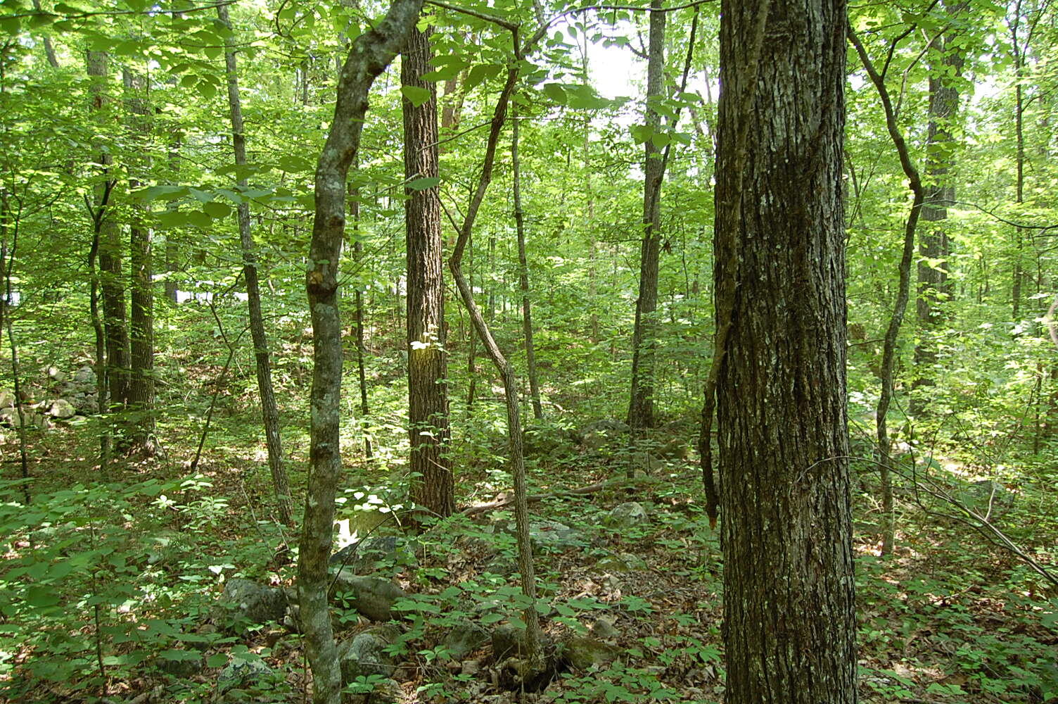 3133 Blue Sewanee Road, Dunlap, Tennessee image 21