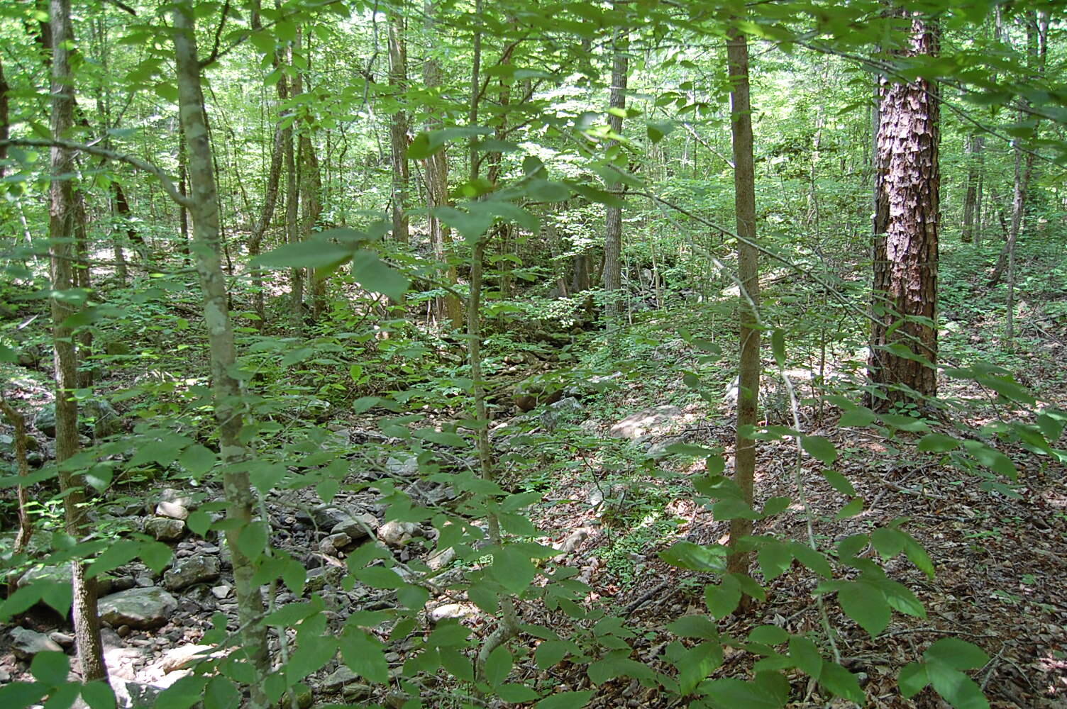 3133 Blue Sewanee Road, Dunlap, Tennessee image 11