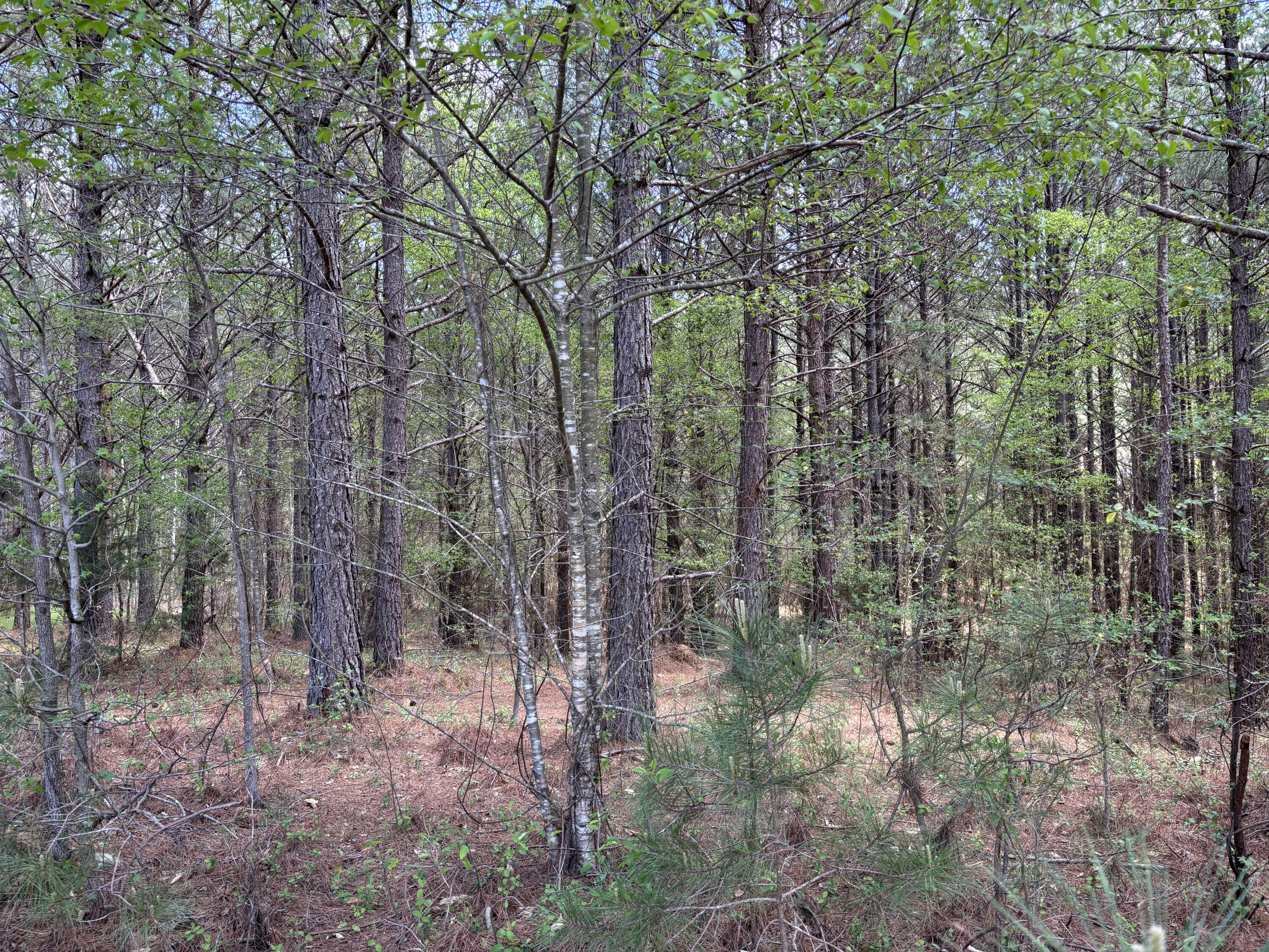 329 Mountain View Circle, Ocoee, Tennessee image 2