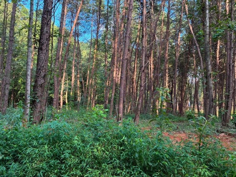 Vacant Land For Sale - 100 County Road 262 Lot 4<br/> Niota, TN 37826